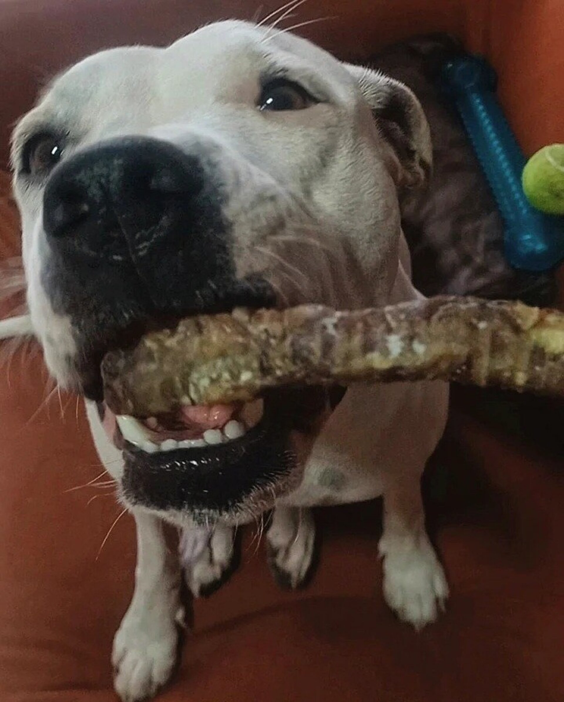 Traquea de cordero para perros y gatos - 2