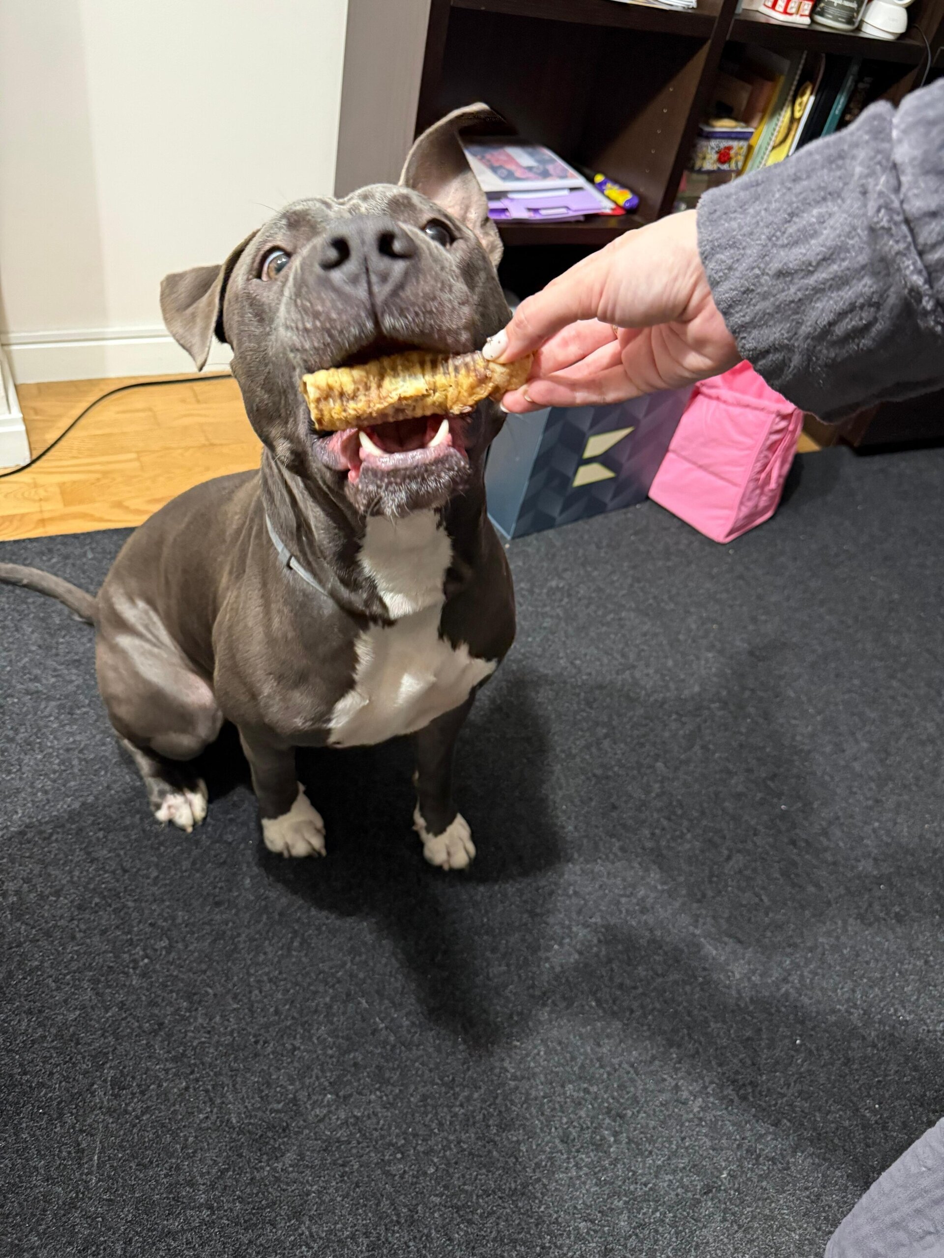 Tráqueas de Cordero snacks deshidratado perros - 3