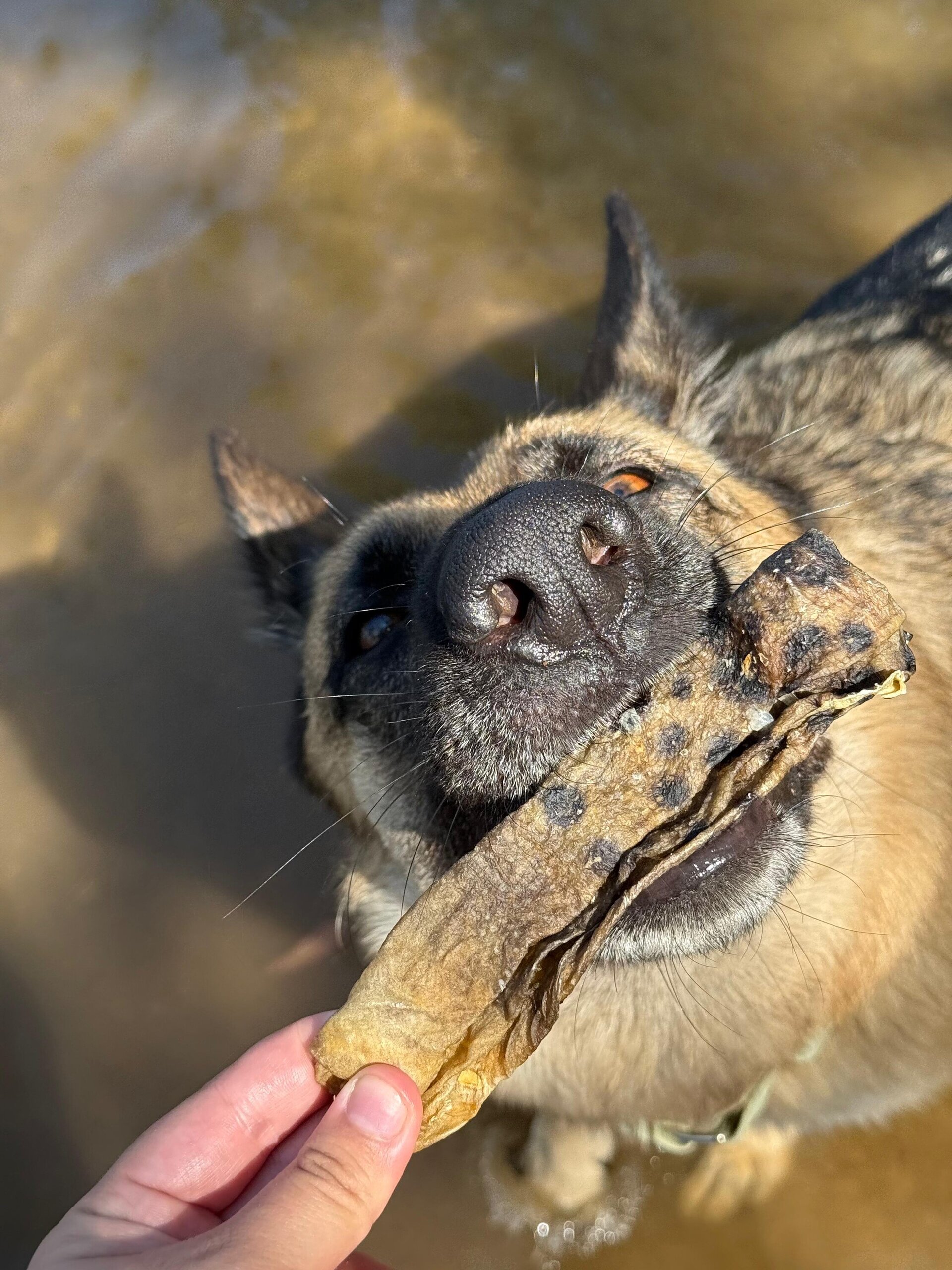 Piel de Pez Lobo Snack Pescado Perros - 1