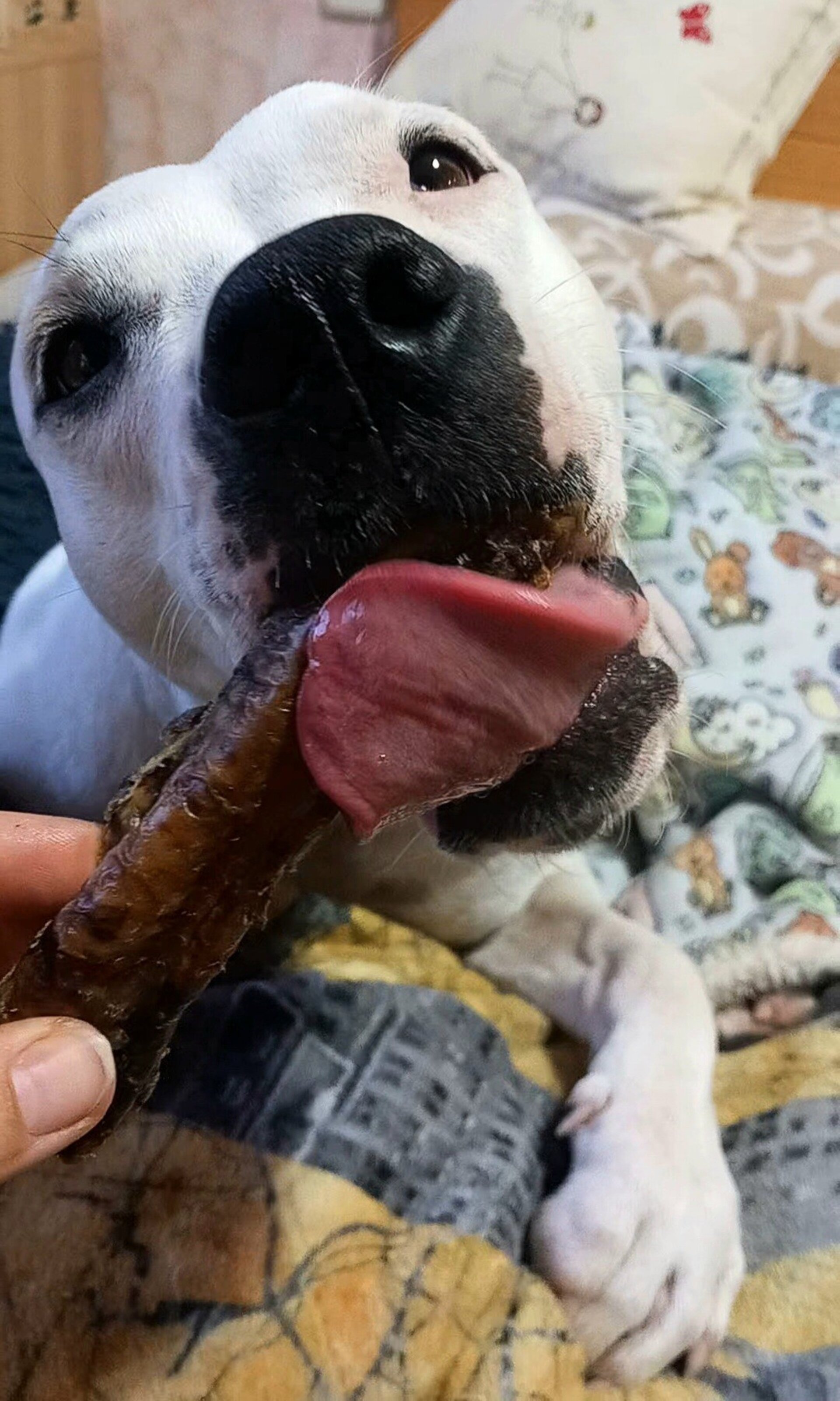 Tráquea de cerdo deshidratada - 3