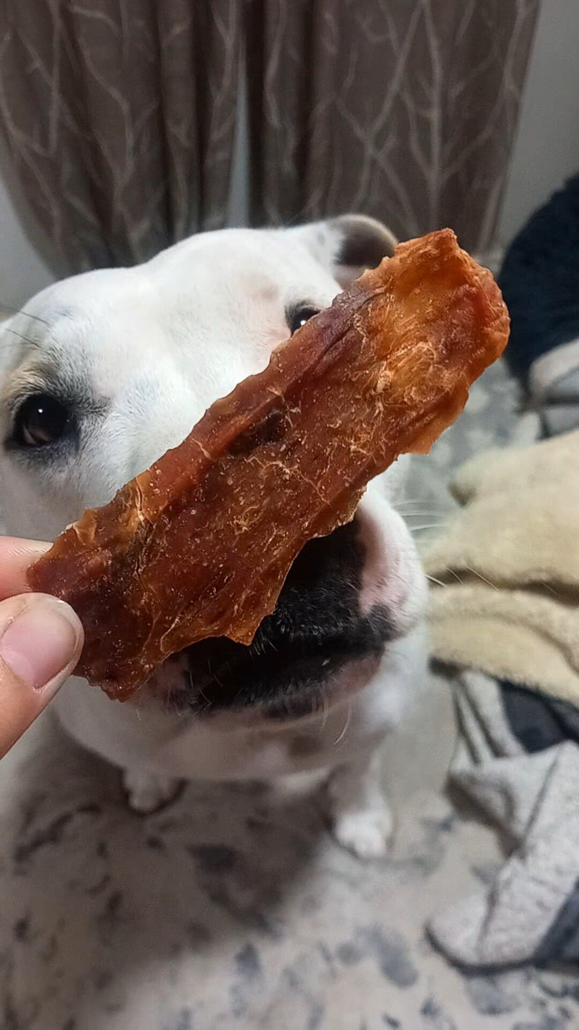 Cecina de cordero snacks perros y gatos - 2