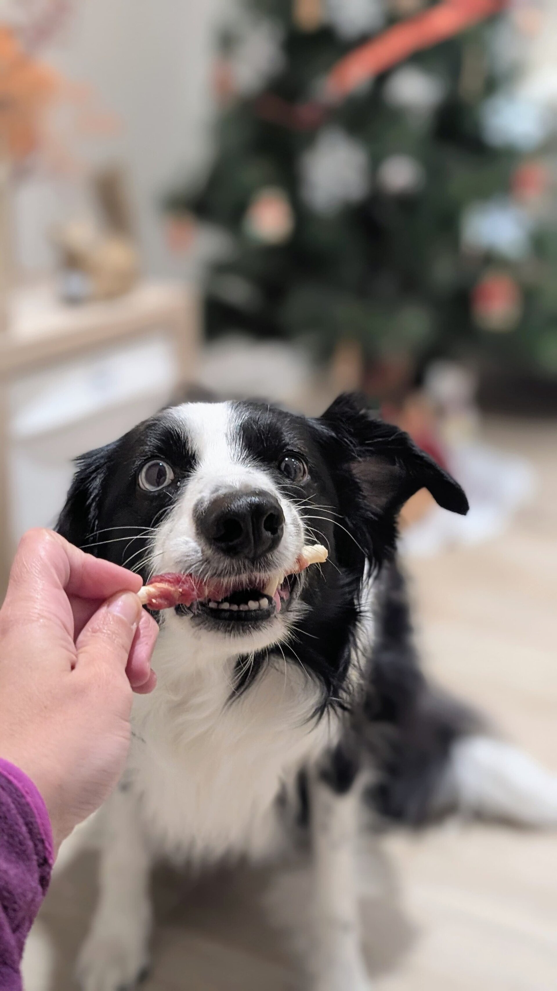 Palitos recubiertos de pato snack perro - 3