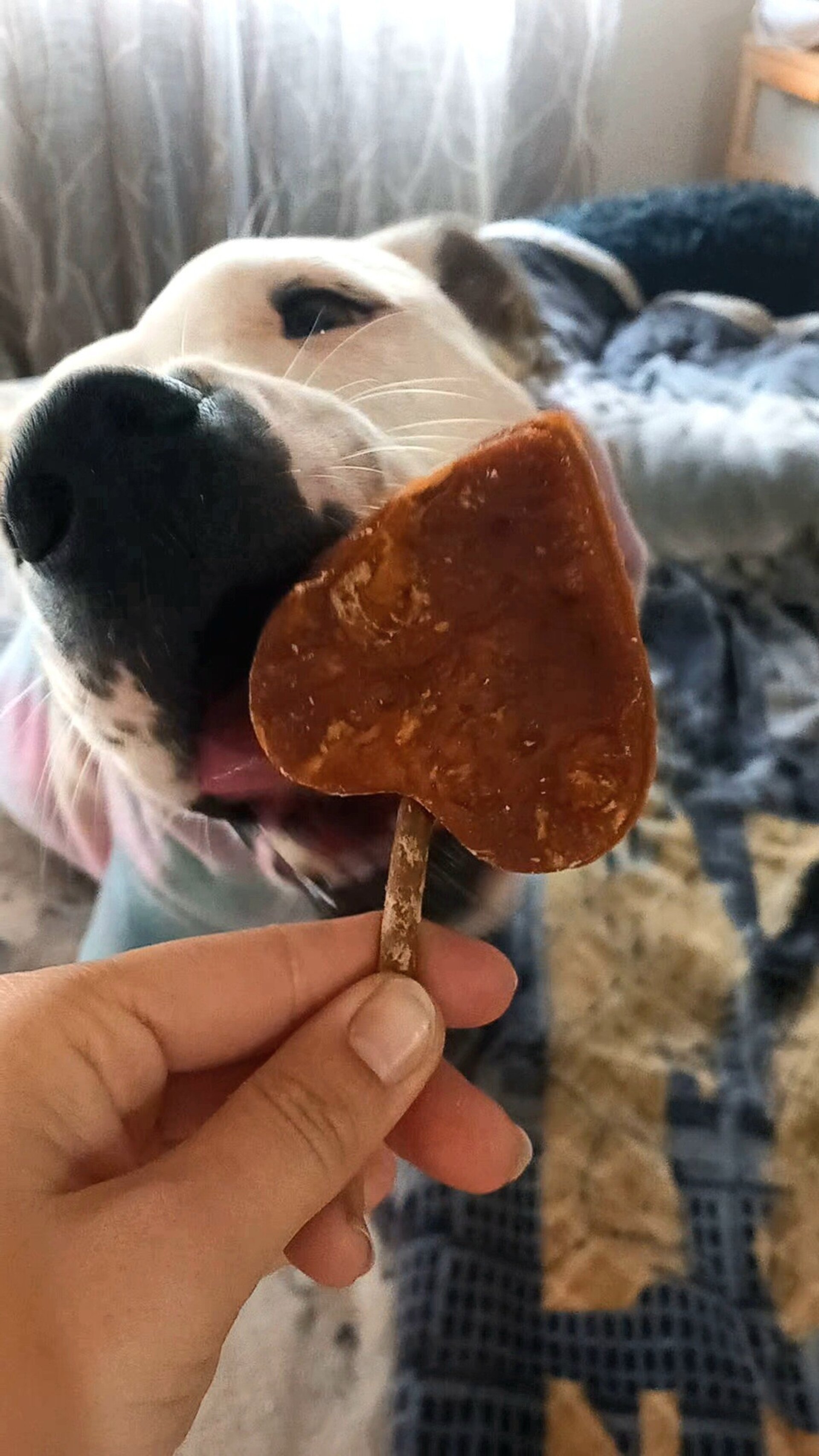 Piruleta Sandwich Colag.Pollo 11cm - 1