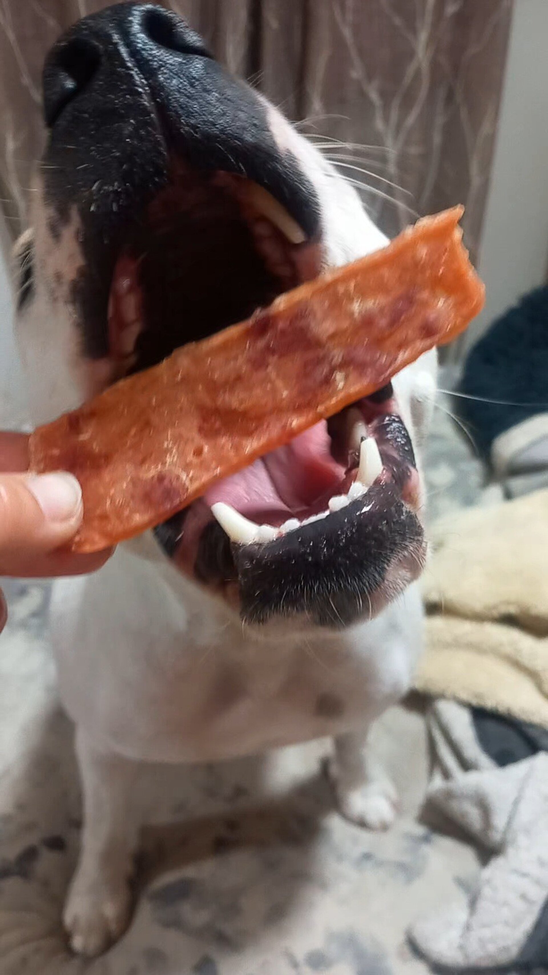 Cecina de  pato snacks perros y gatos - 2