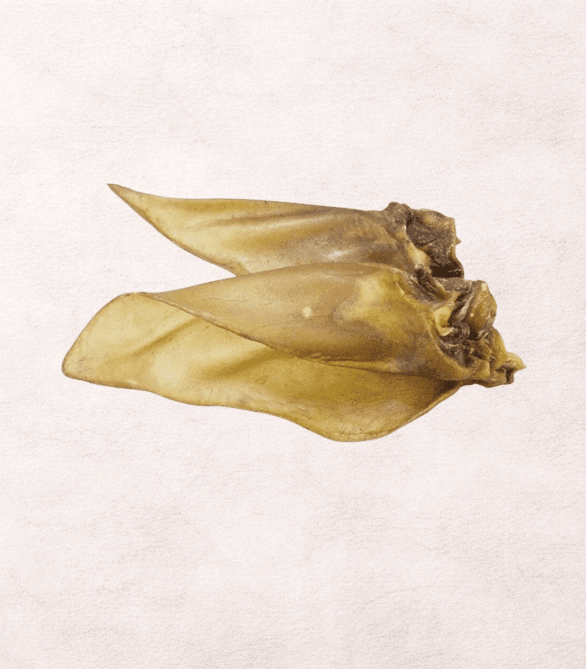 Oreja de Búfalo con carne deshidratada - 2