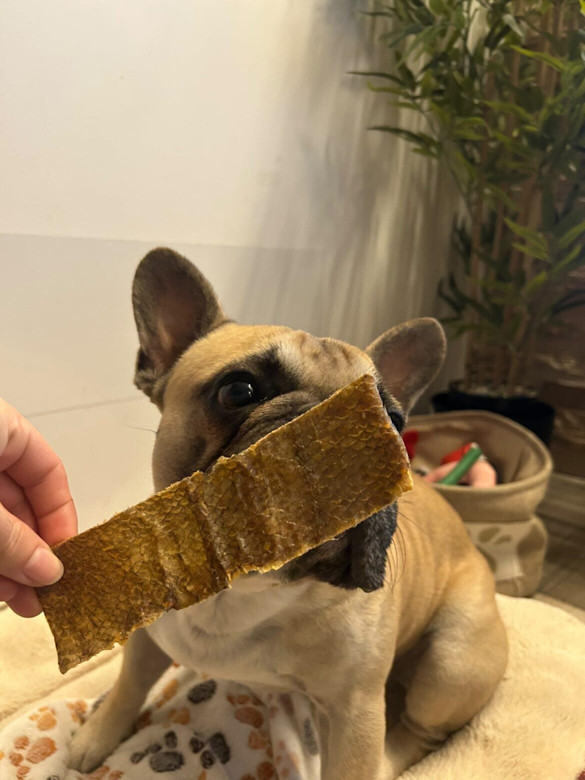 Piel de Merluza negra Deshidratada para Perros - 2