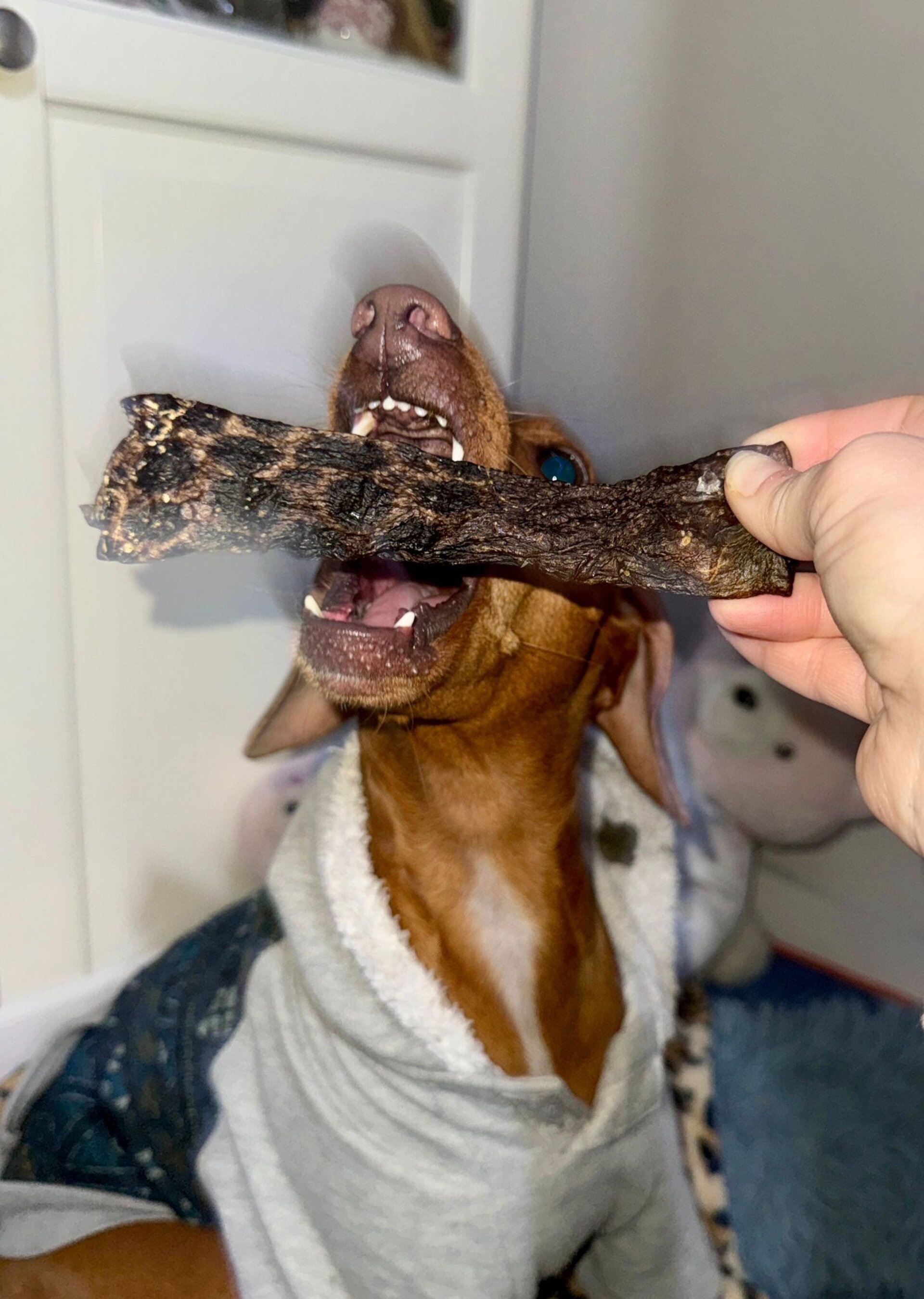 Piel de Pez Lobo Snack Pescado Perros - 3