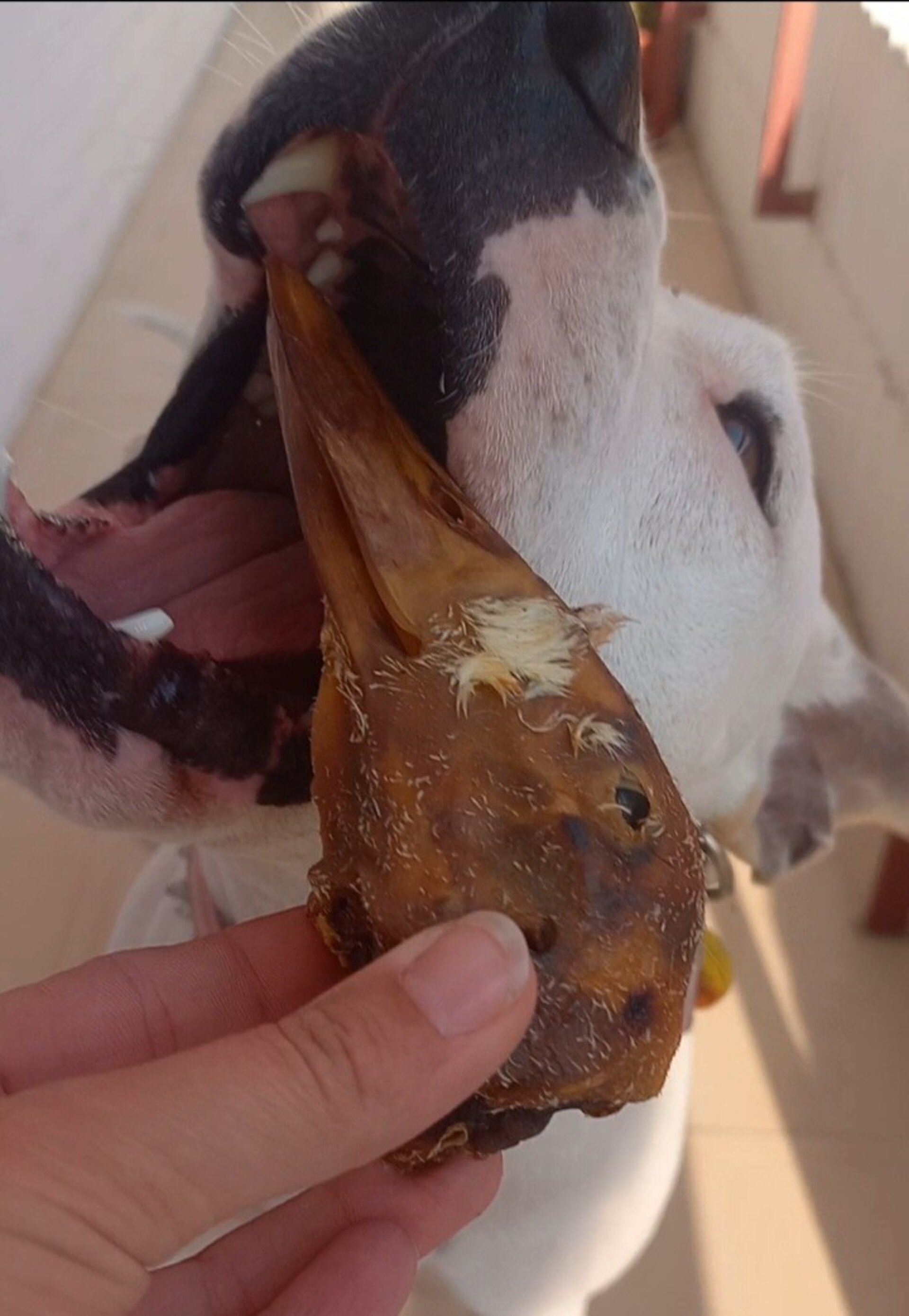 Cabeza de pato deshidratada - 2