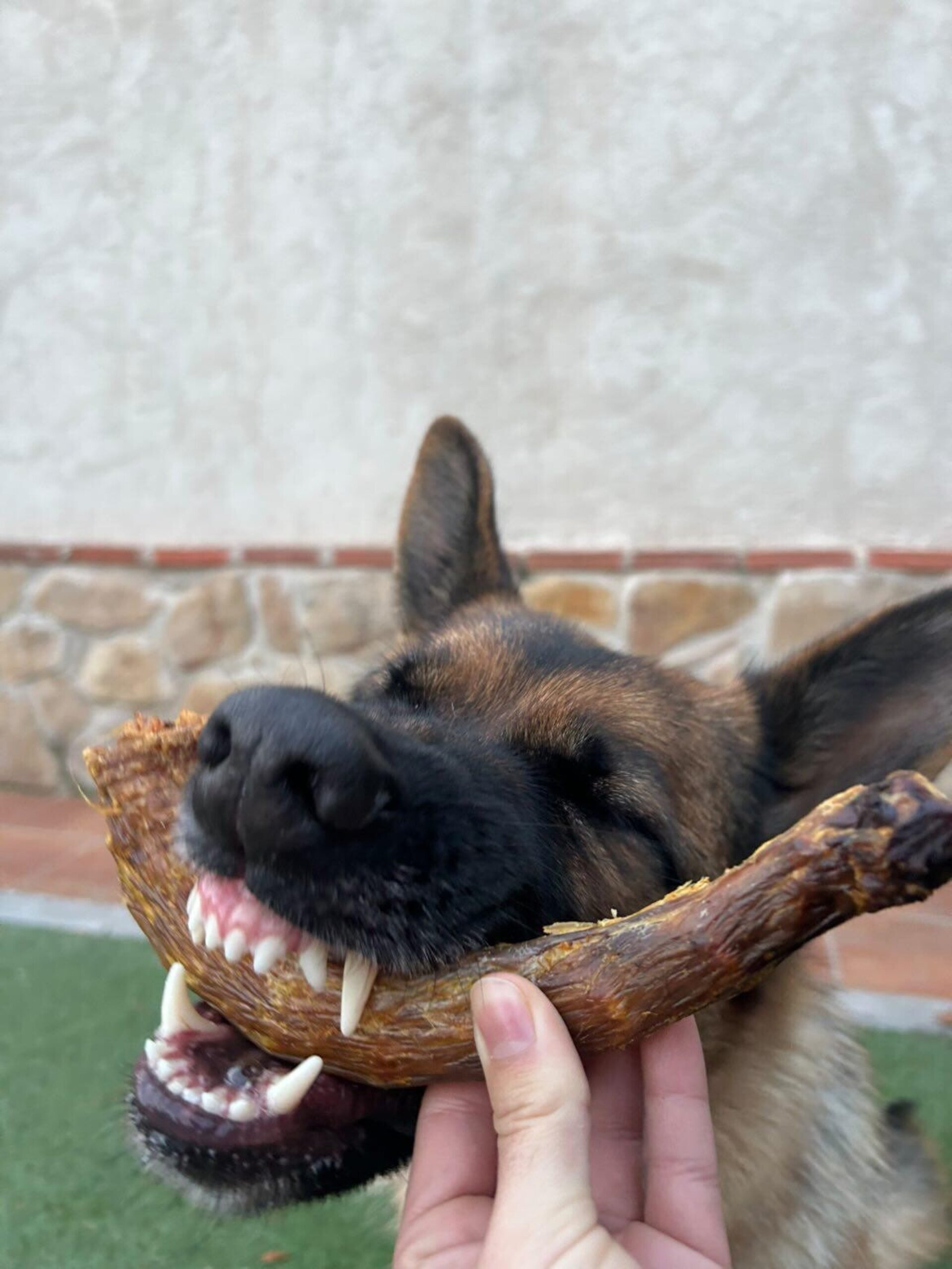 Cuello de pavo deshidratado - 2