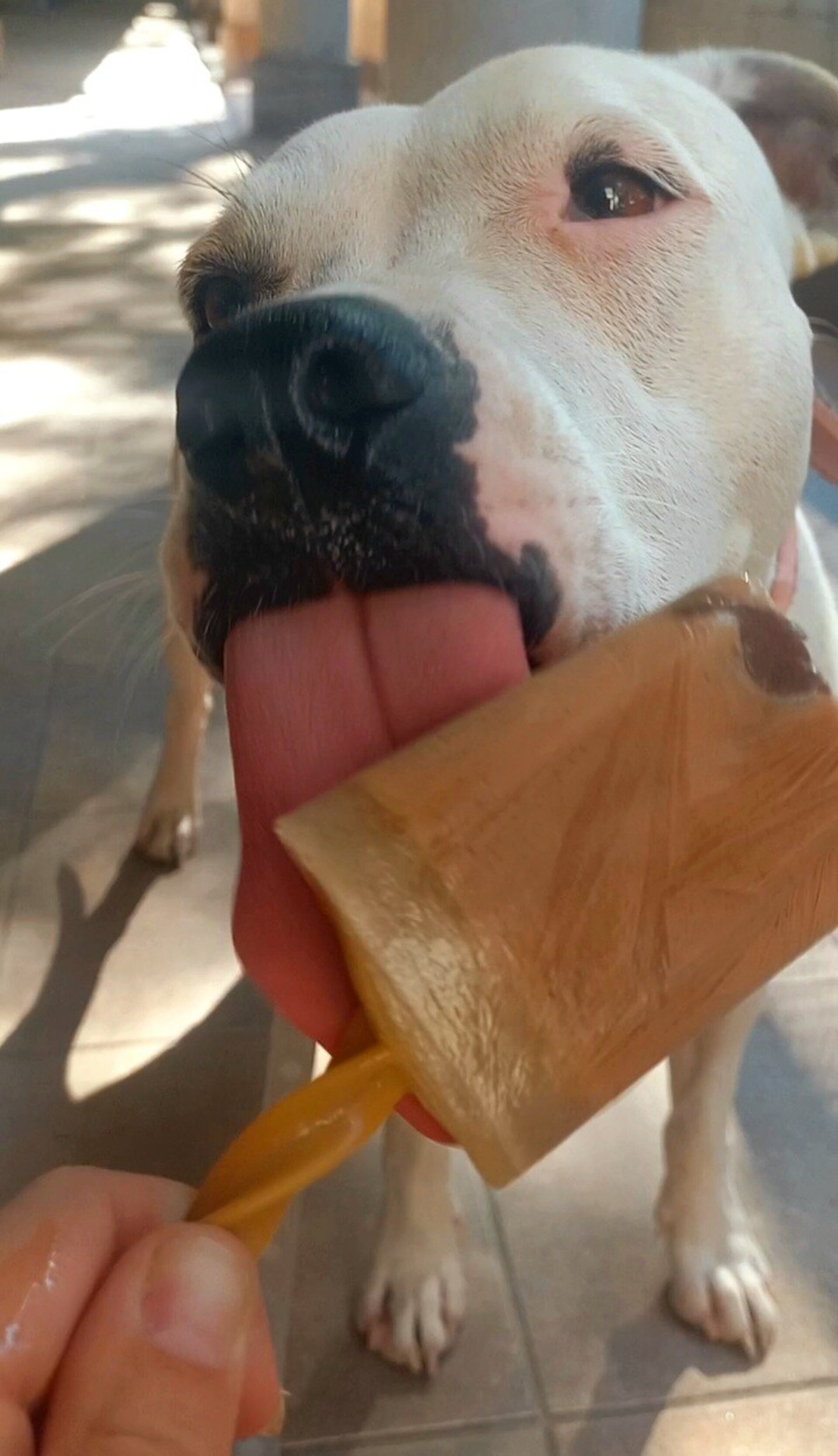 Helado de Dogtella para hacer en casa - 2