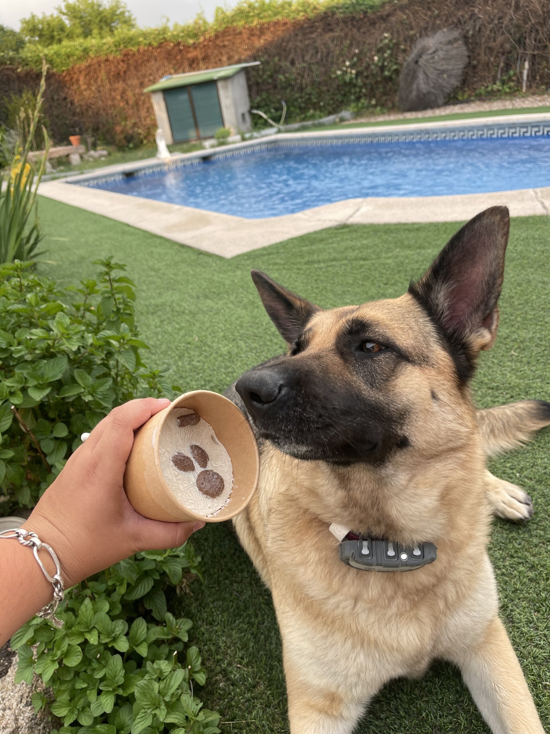 Helado de DogOreo Para Perros Y Gatos Para Hacer En Casa - 2