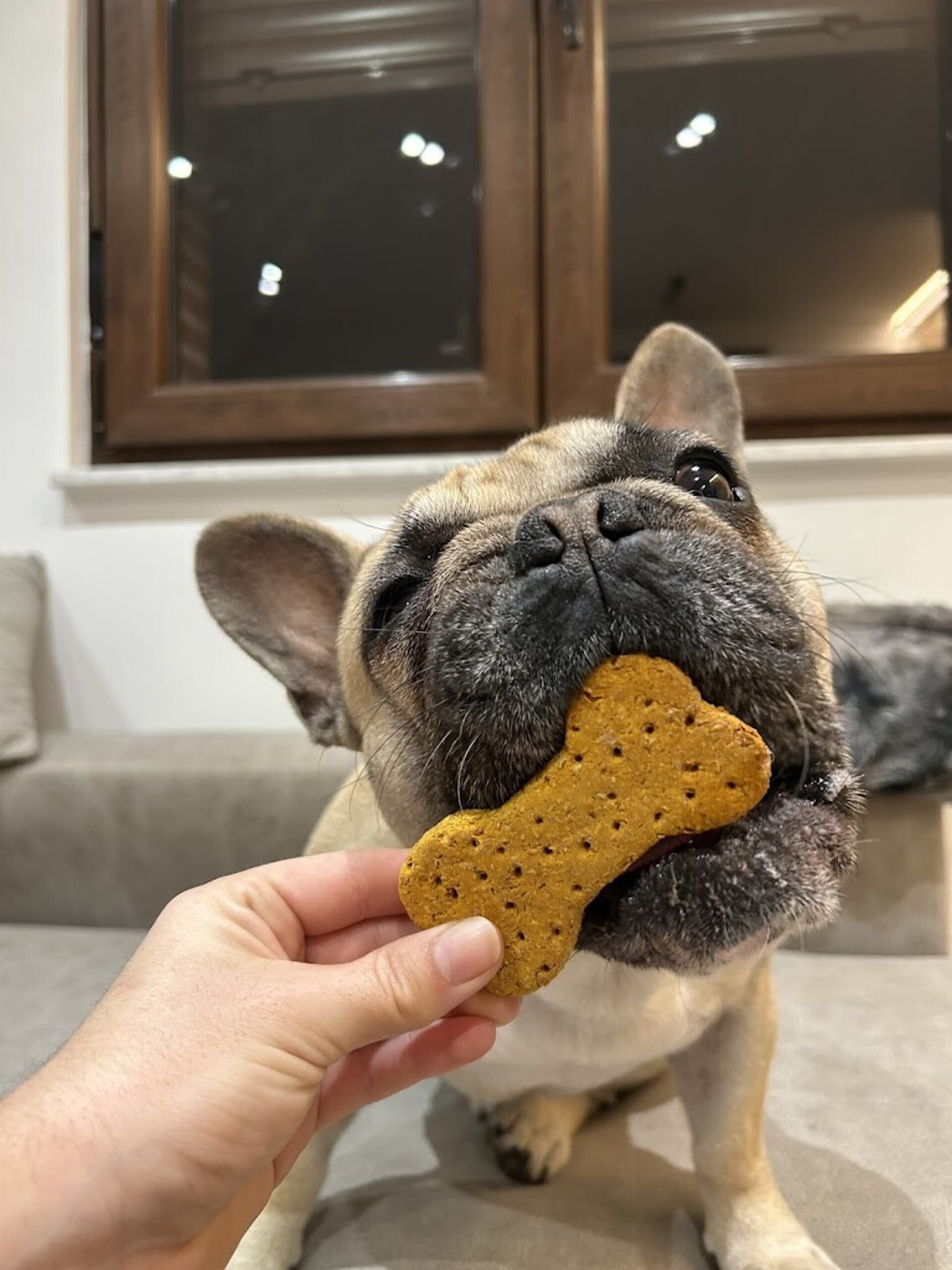 Galleta cúrcuma y jengibre perros - 2