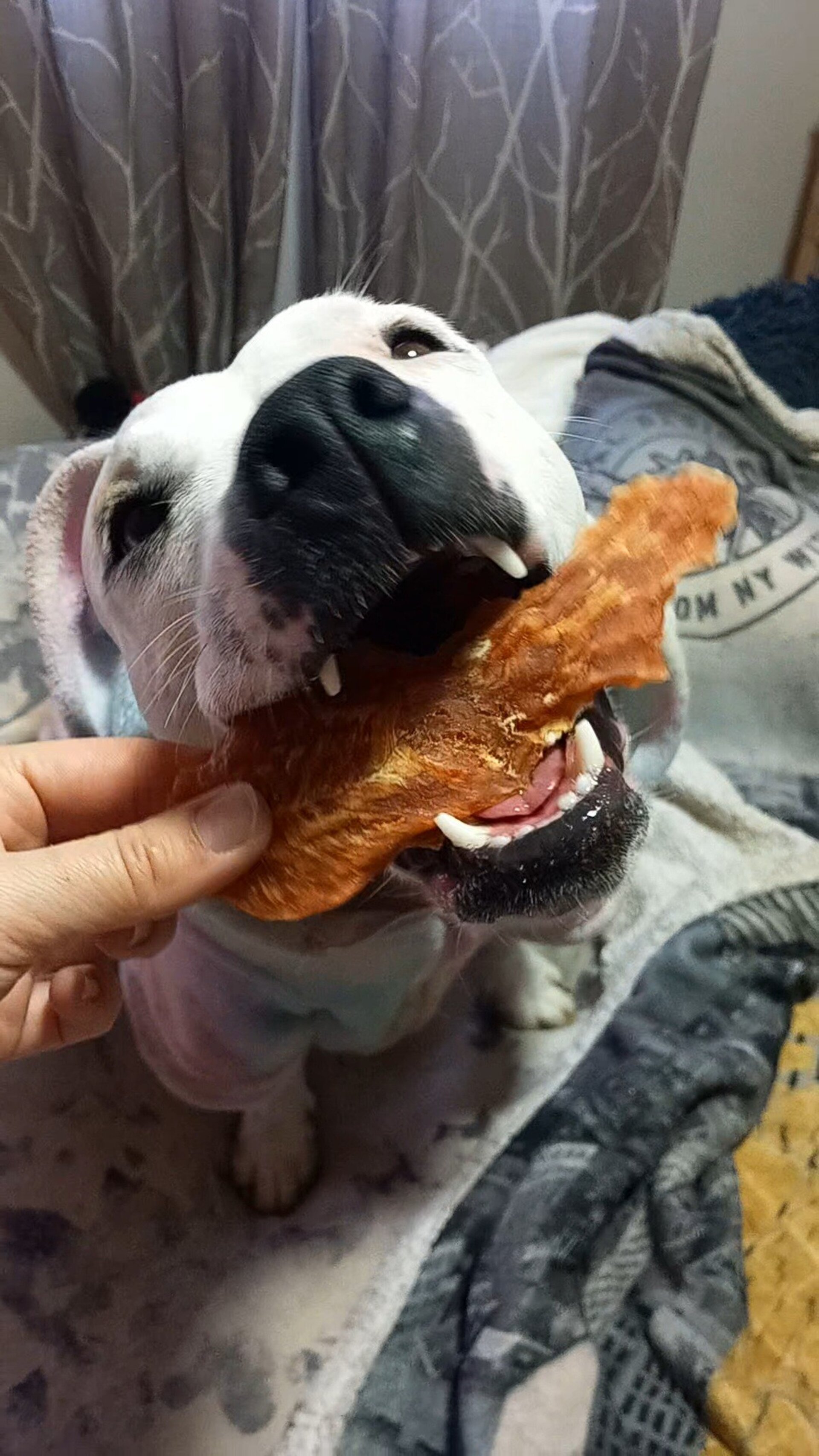 Delicia de pollo snack perros y gatos - 1