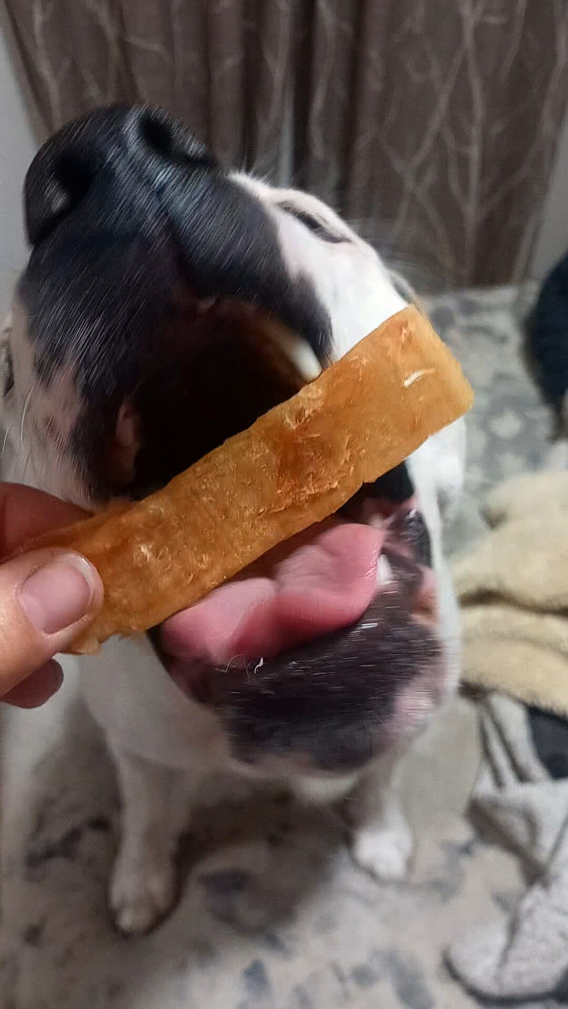 Cecina de pollo snacks perros y gatos - 1