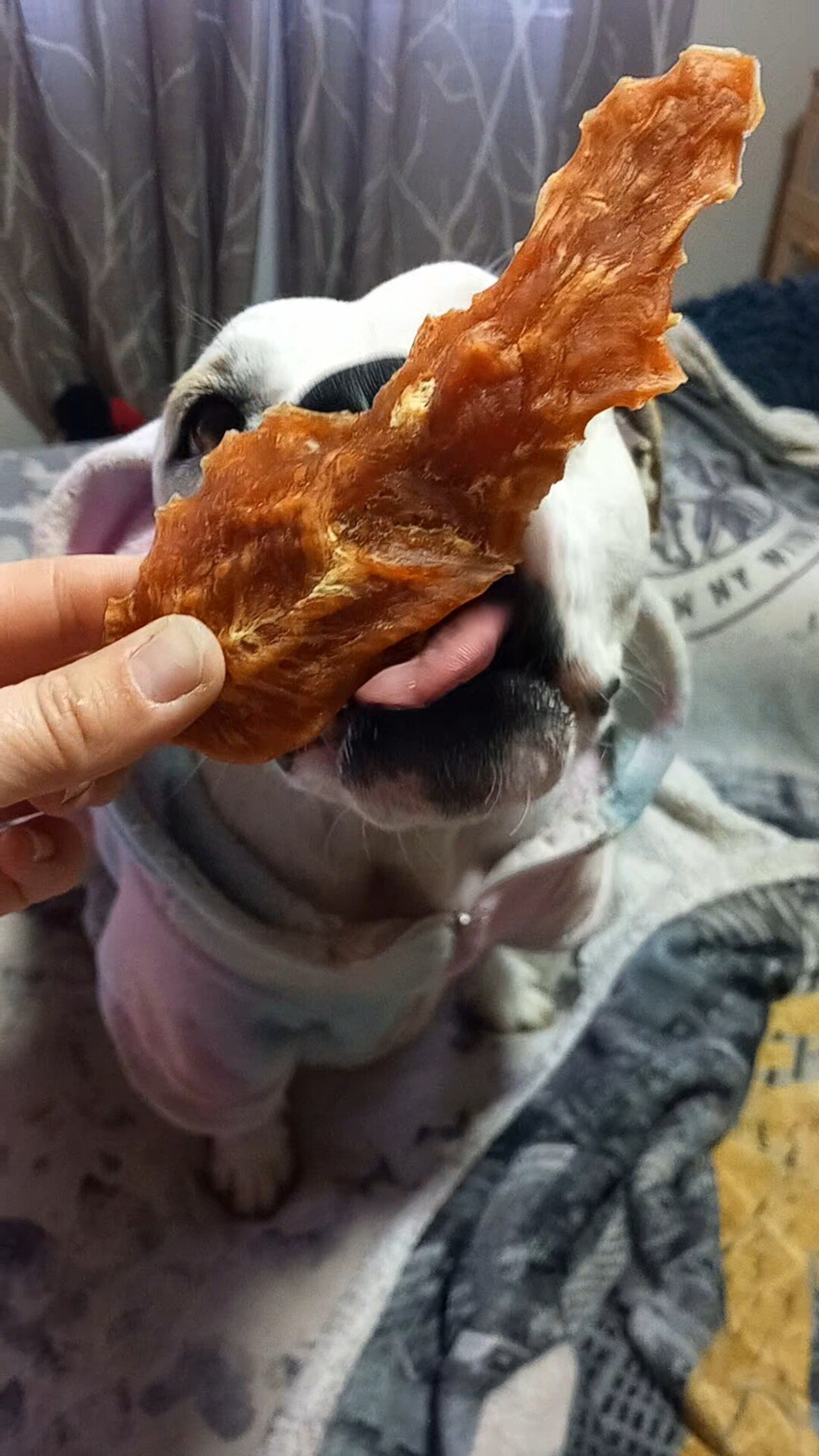 Delicia de pollo snack perros y gatos - 3