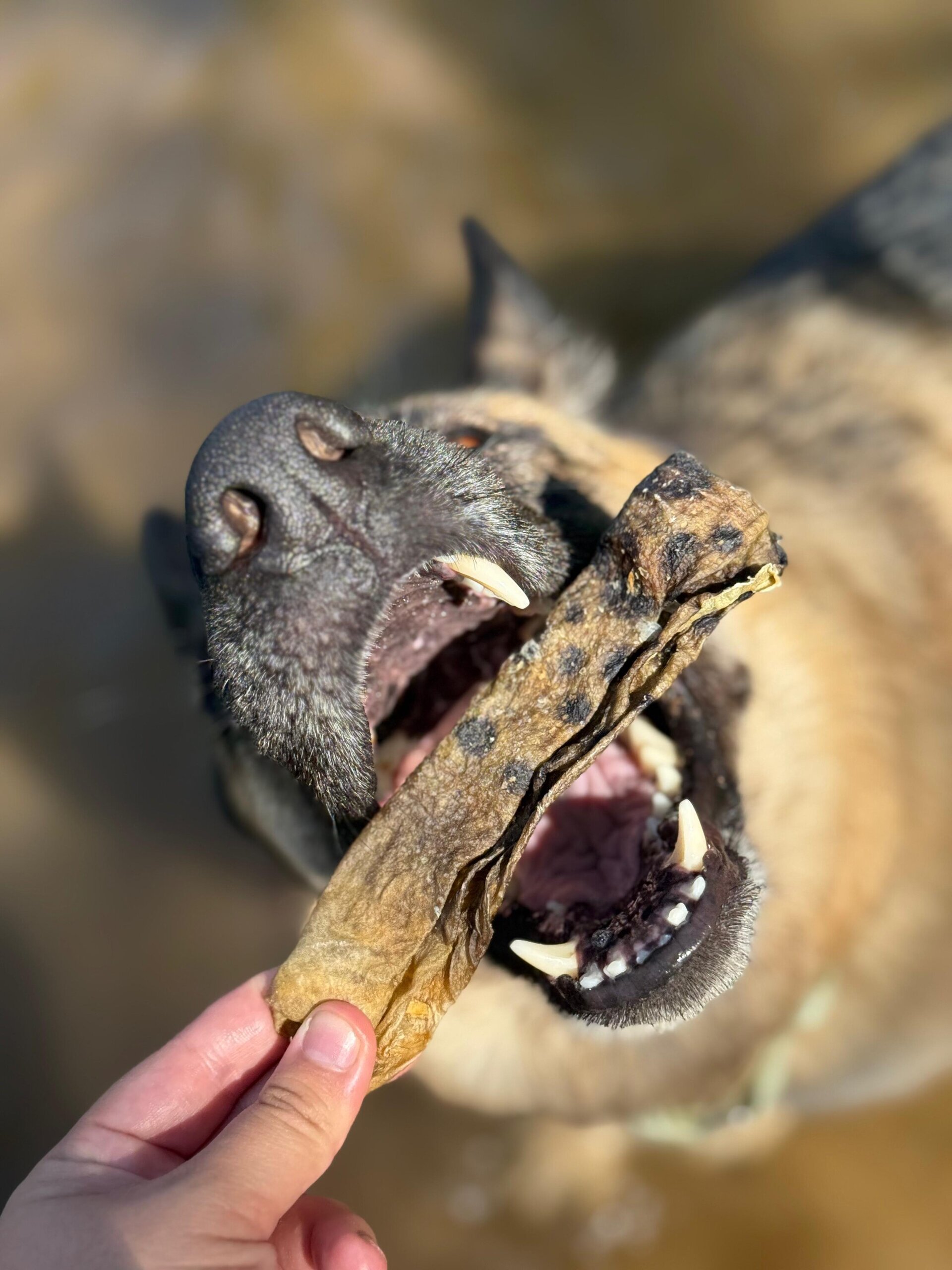 Piel de Pez Lobo Snack Pescado Perros - 2