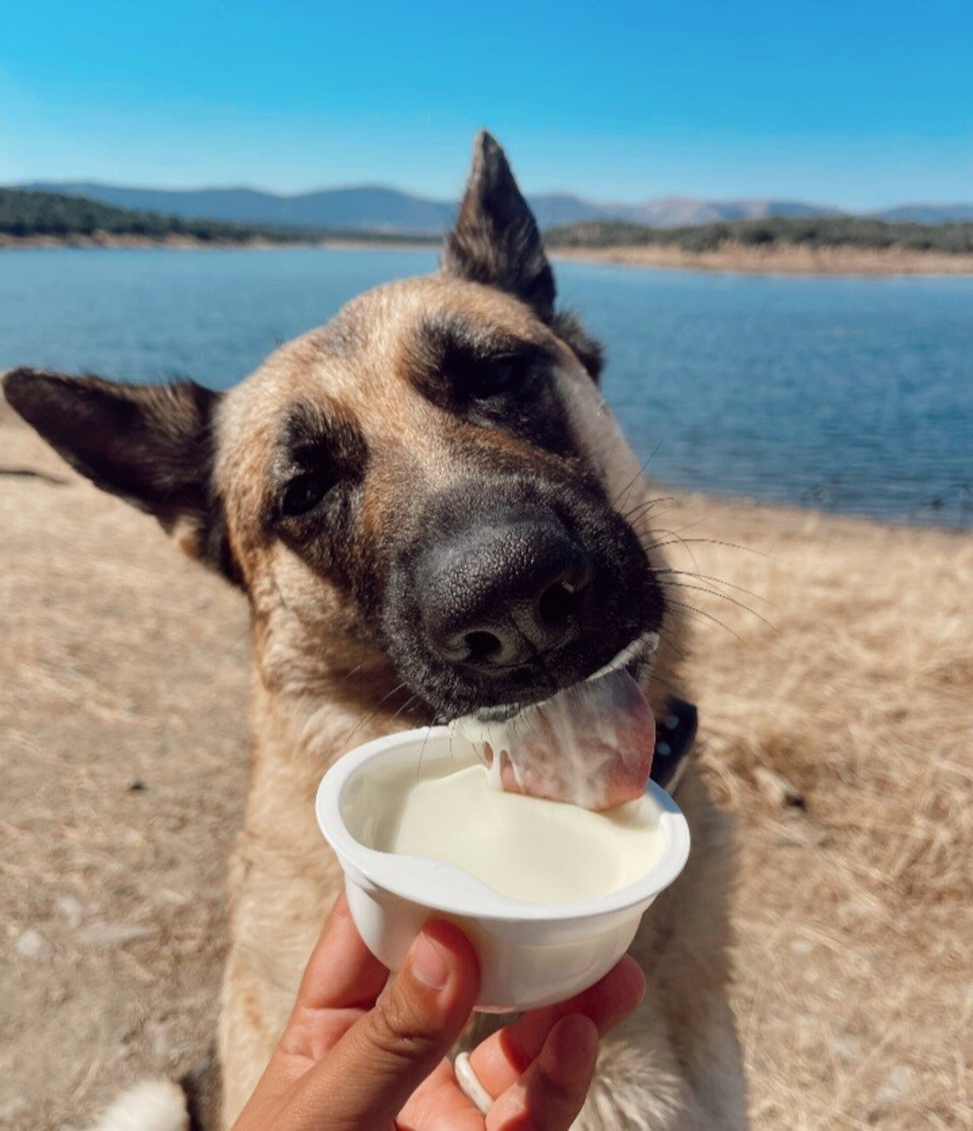 Yogur helado bacon cake para perros y gatos - 2