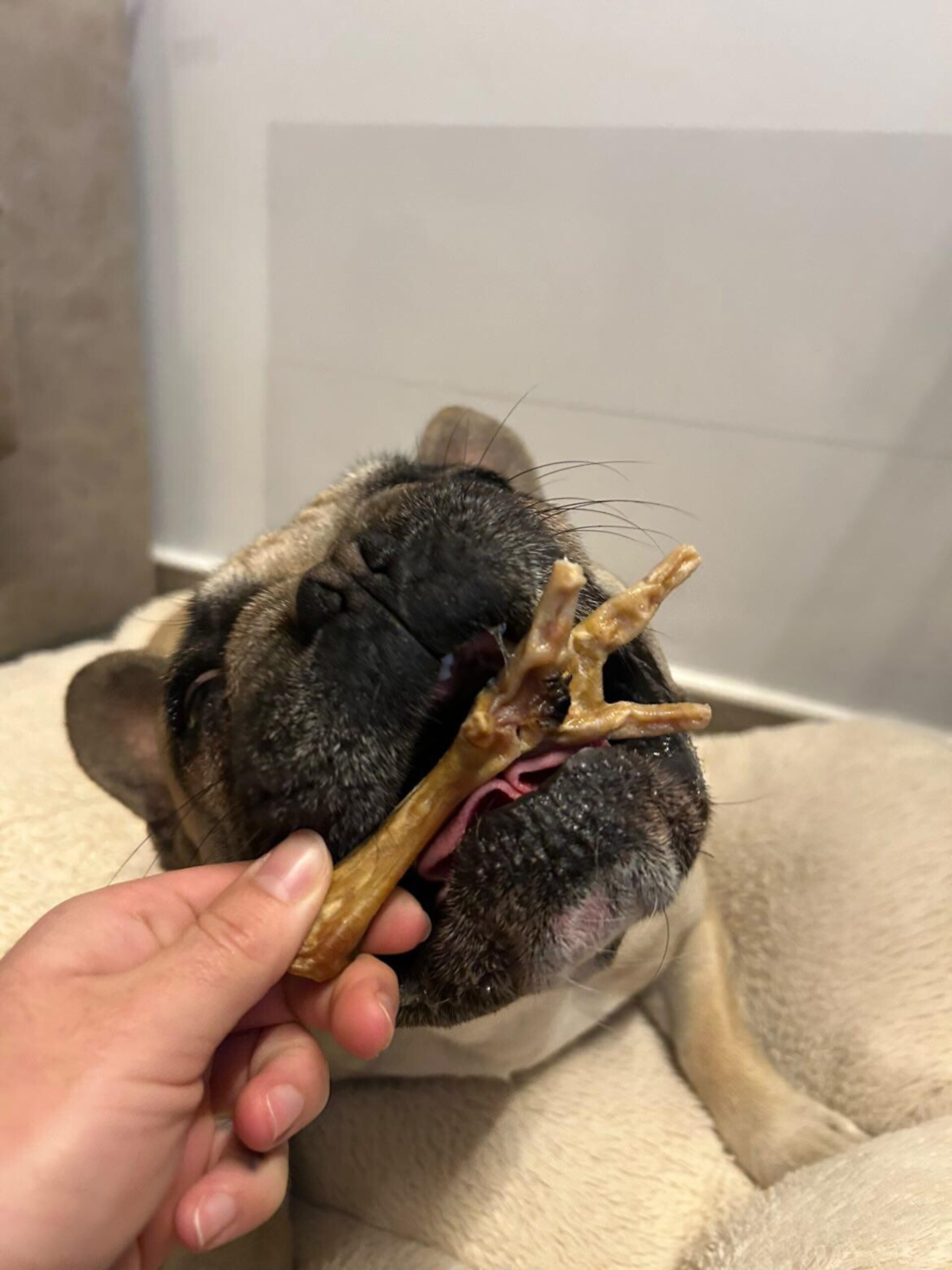 Patas de pollo deshidratadas - 2