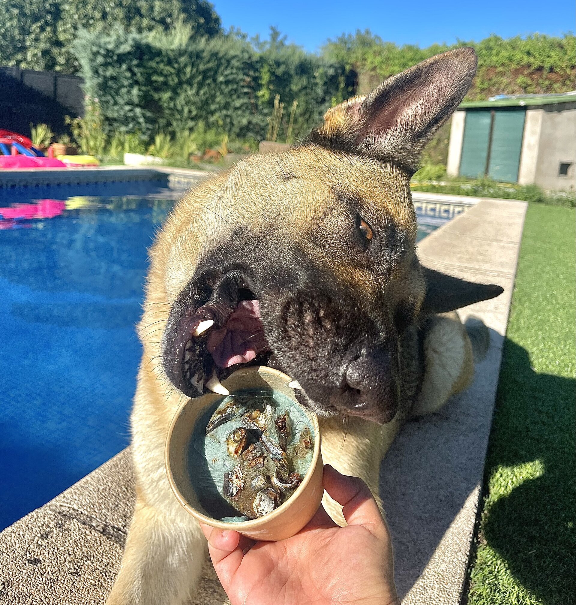 Helado de Boquerones y Espirulina para hacer en casa para perros y gatos - 2