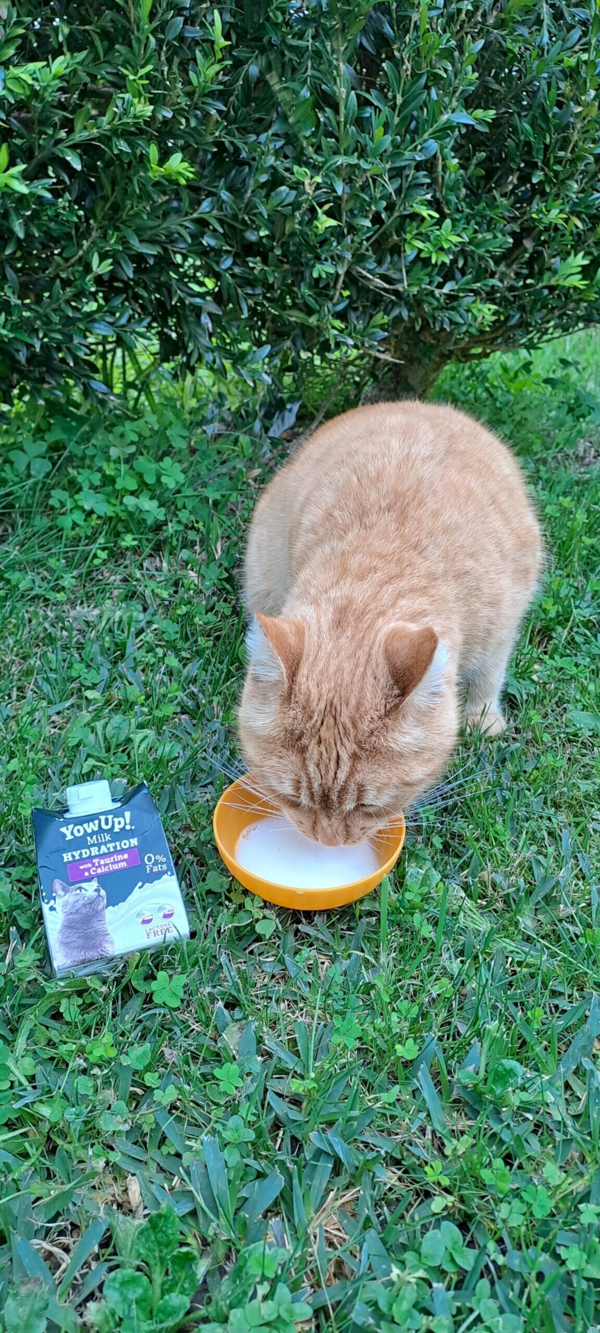 Yowup Leche para gatos - 2