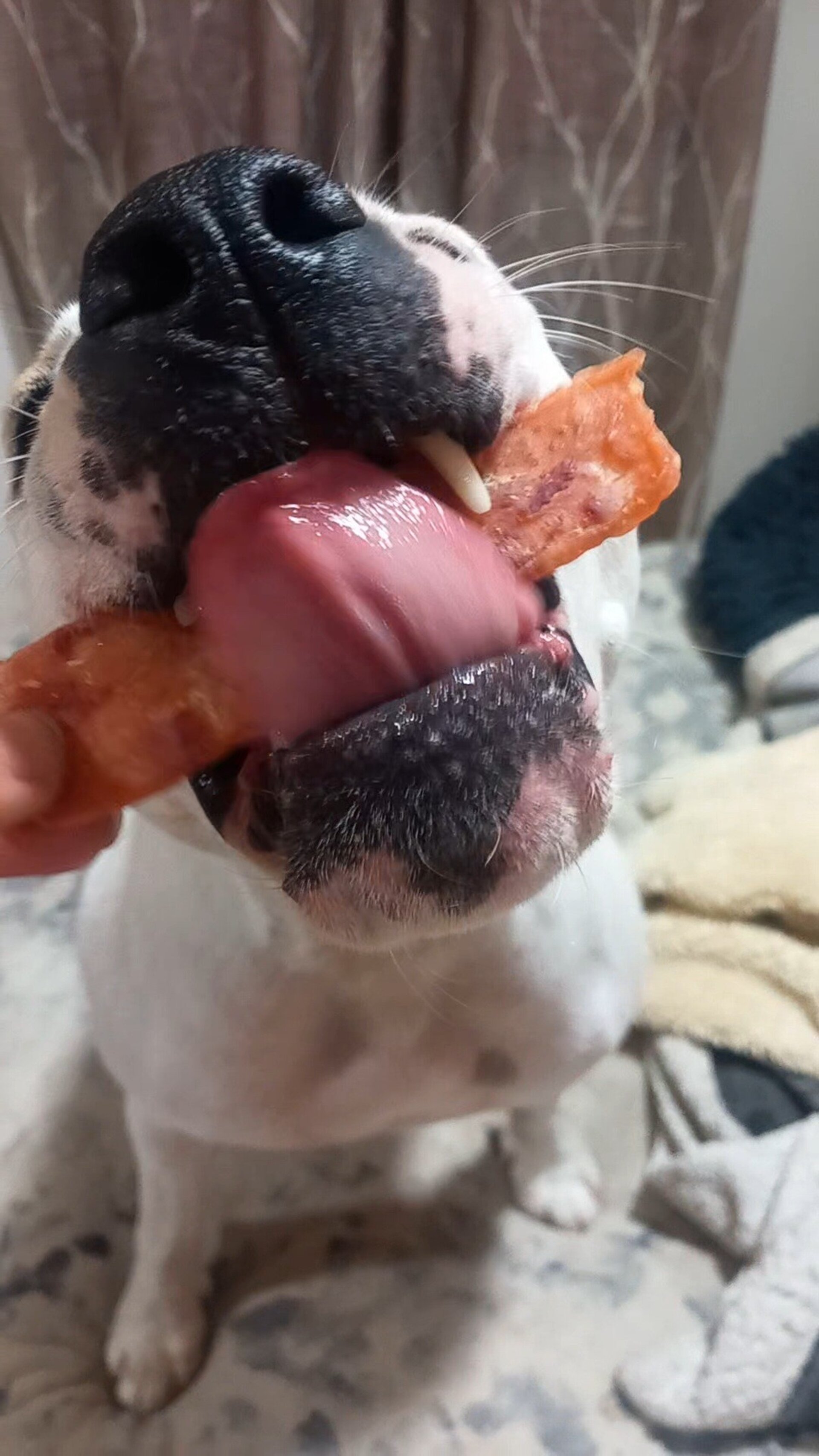 Cecina de  pato snacks perros y gatos - 1