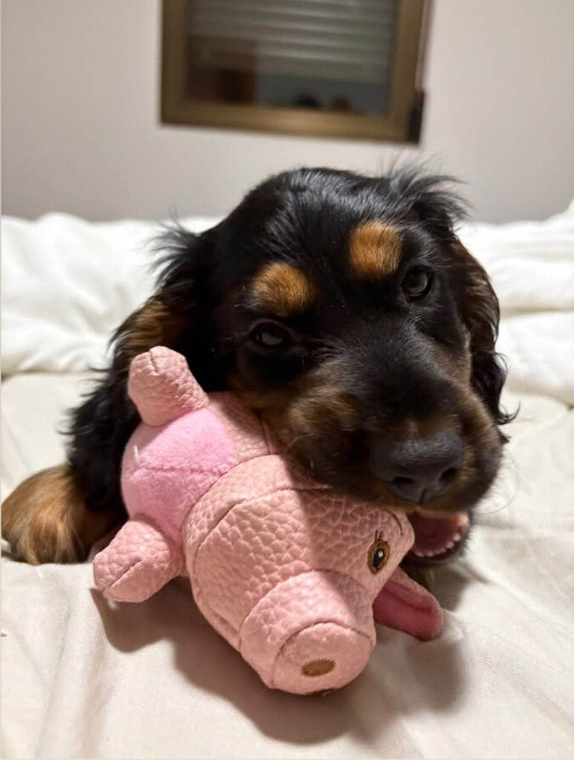 KONG Peluche  Pig , cerdito s - 4