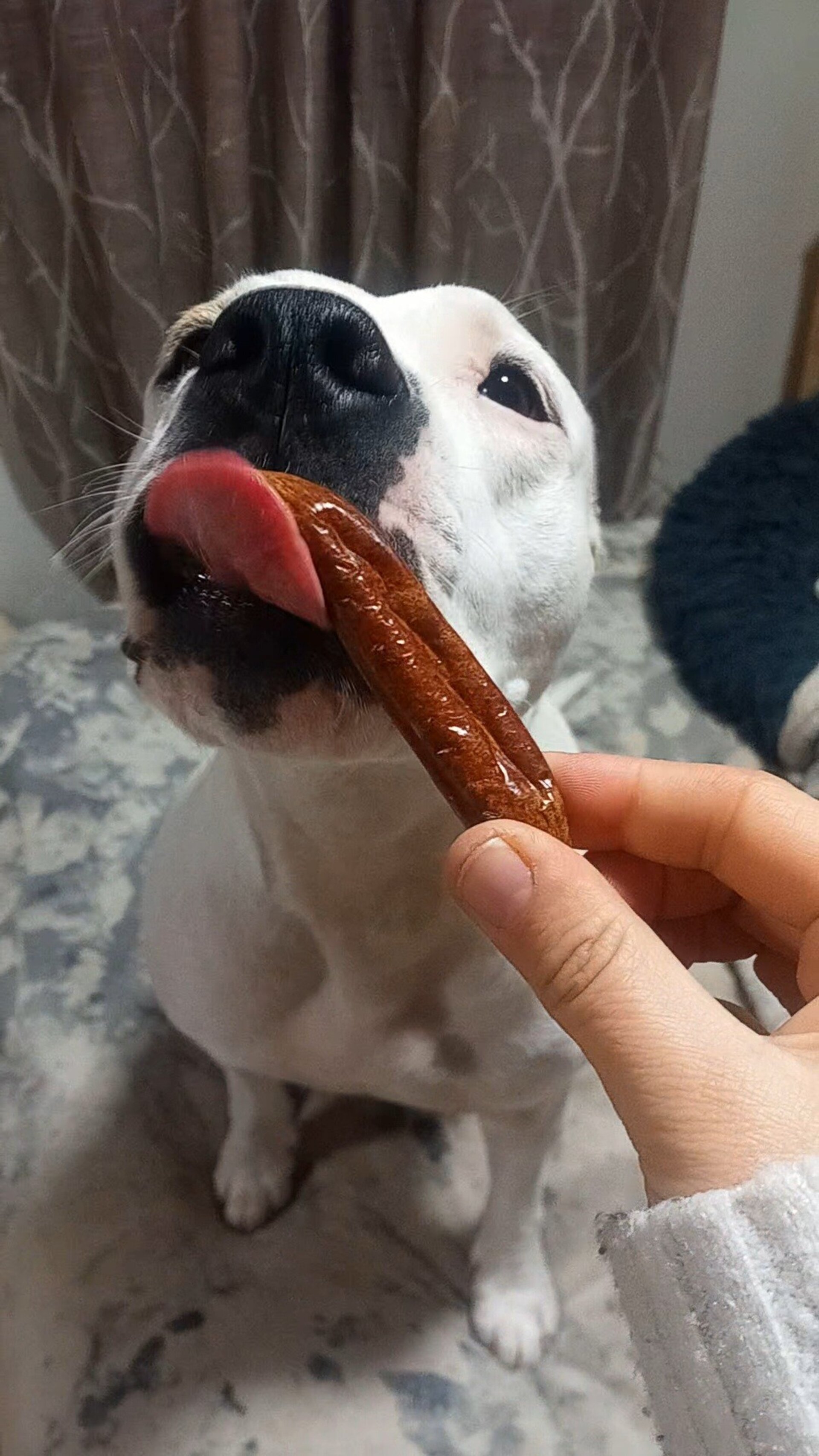 Salchichas deshidratadas pollo snack perros - 2