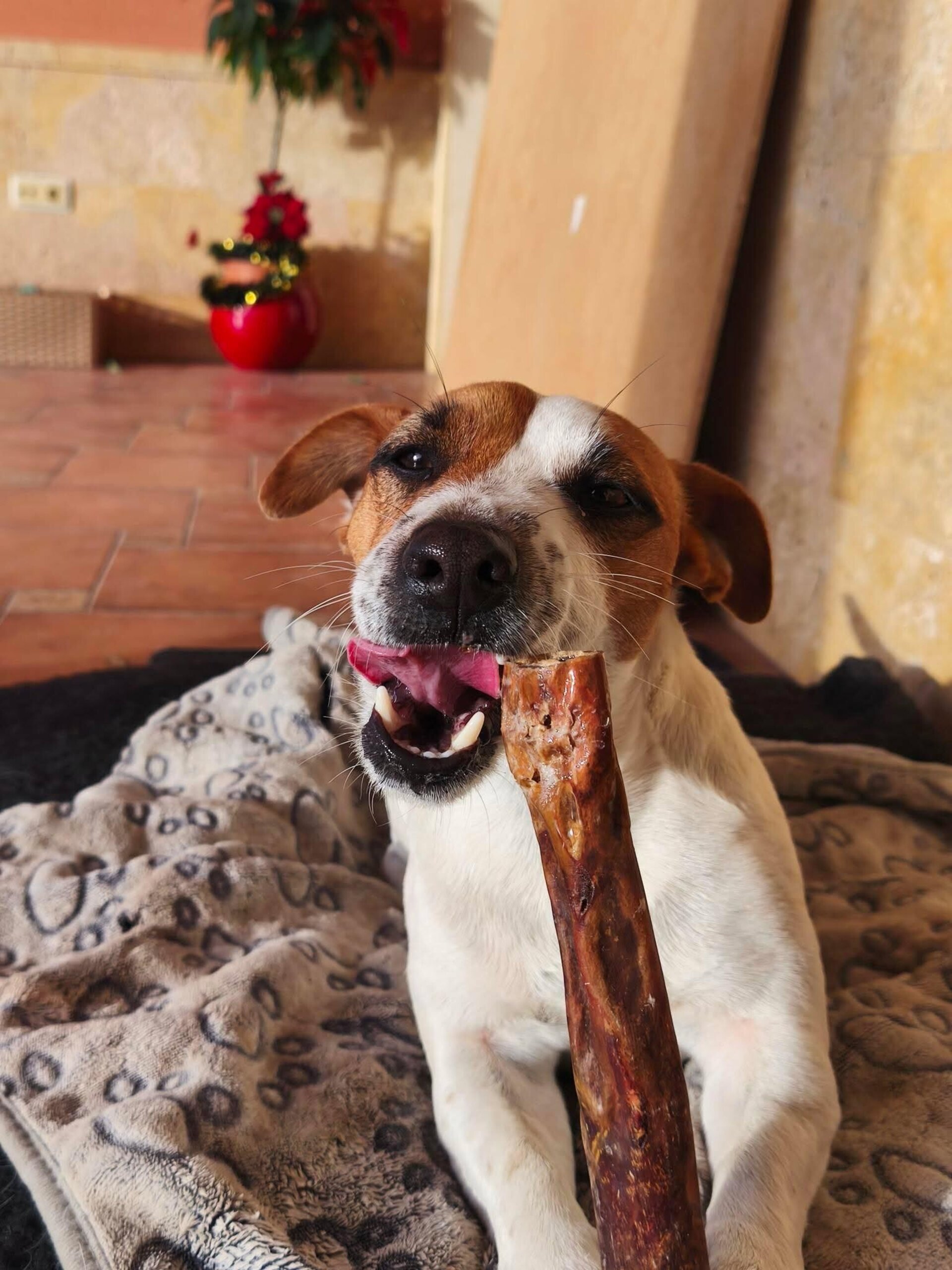 Palitos de Ternera (20cm) - 3