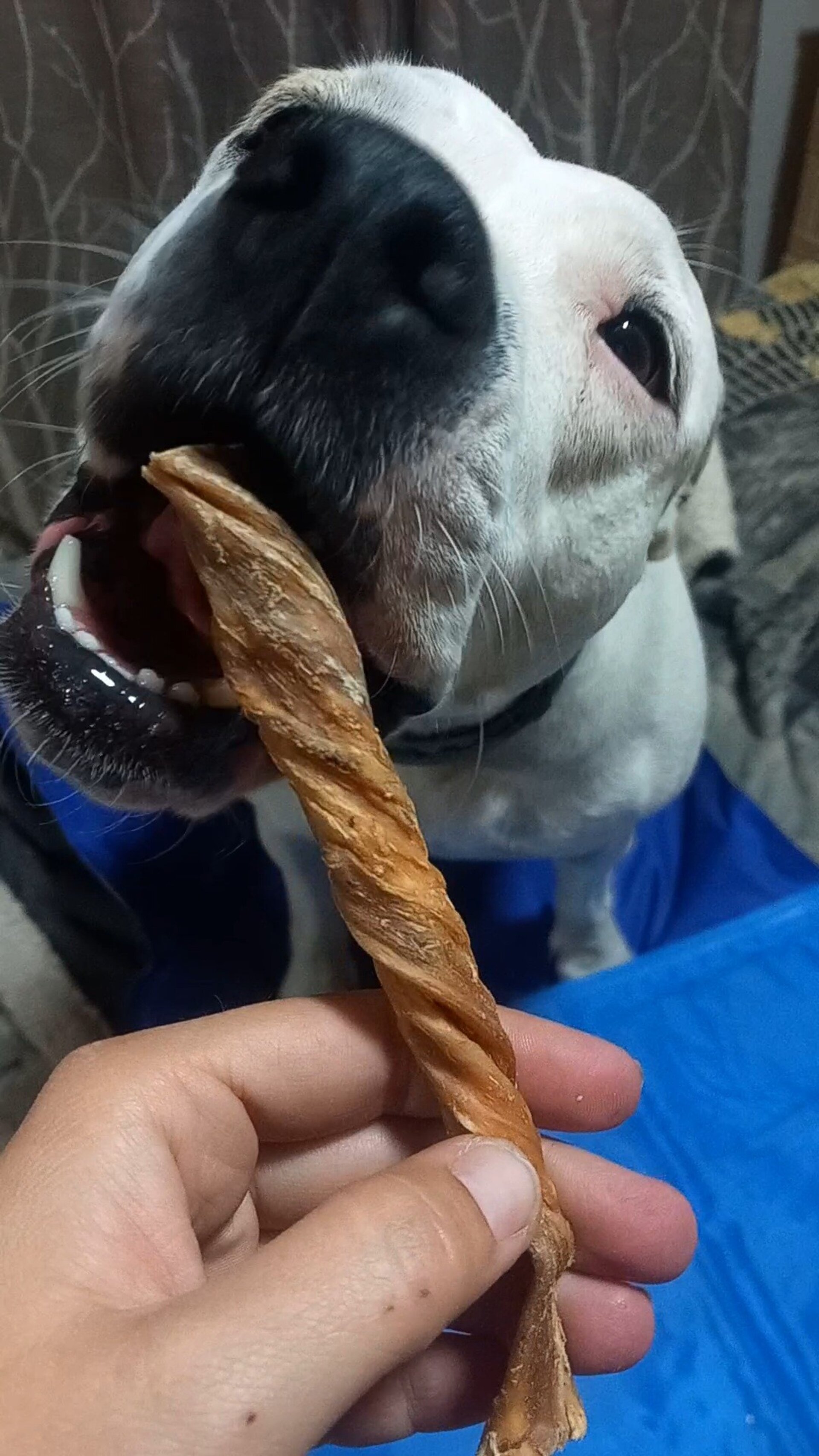 Rollito de Vejiga de Búfalo 12-15cm snack perro - 4