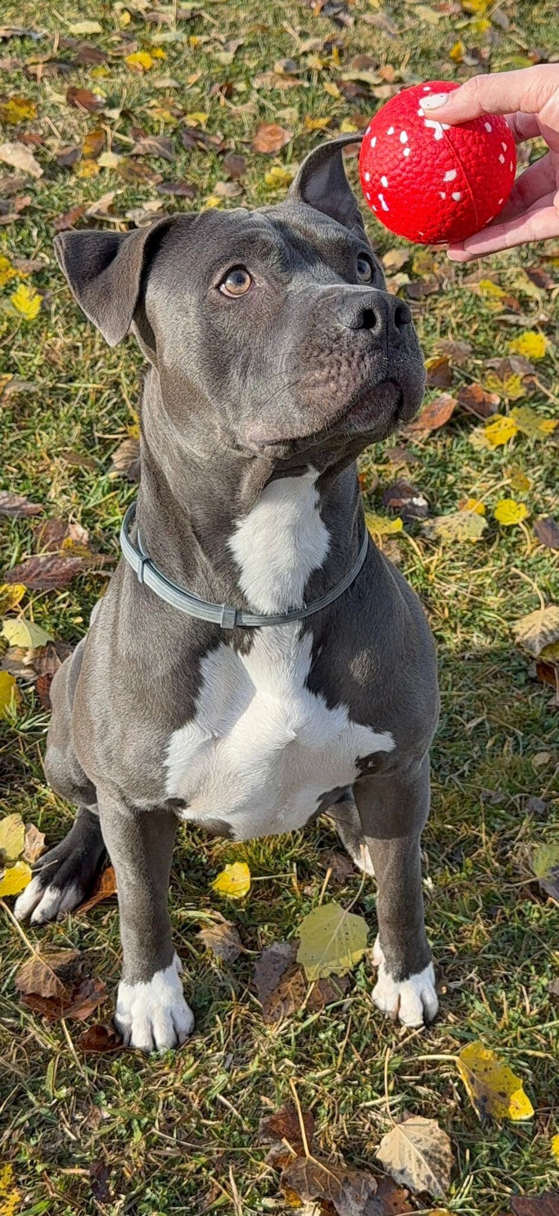 Bubimex Pelota Ultra Resistente E-TPU - 4