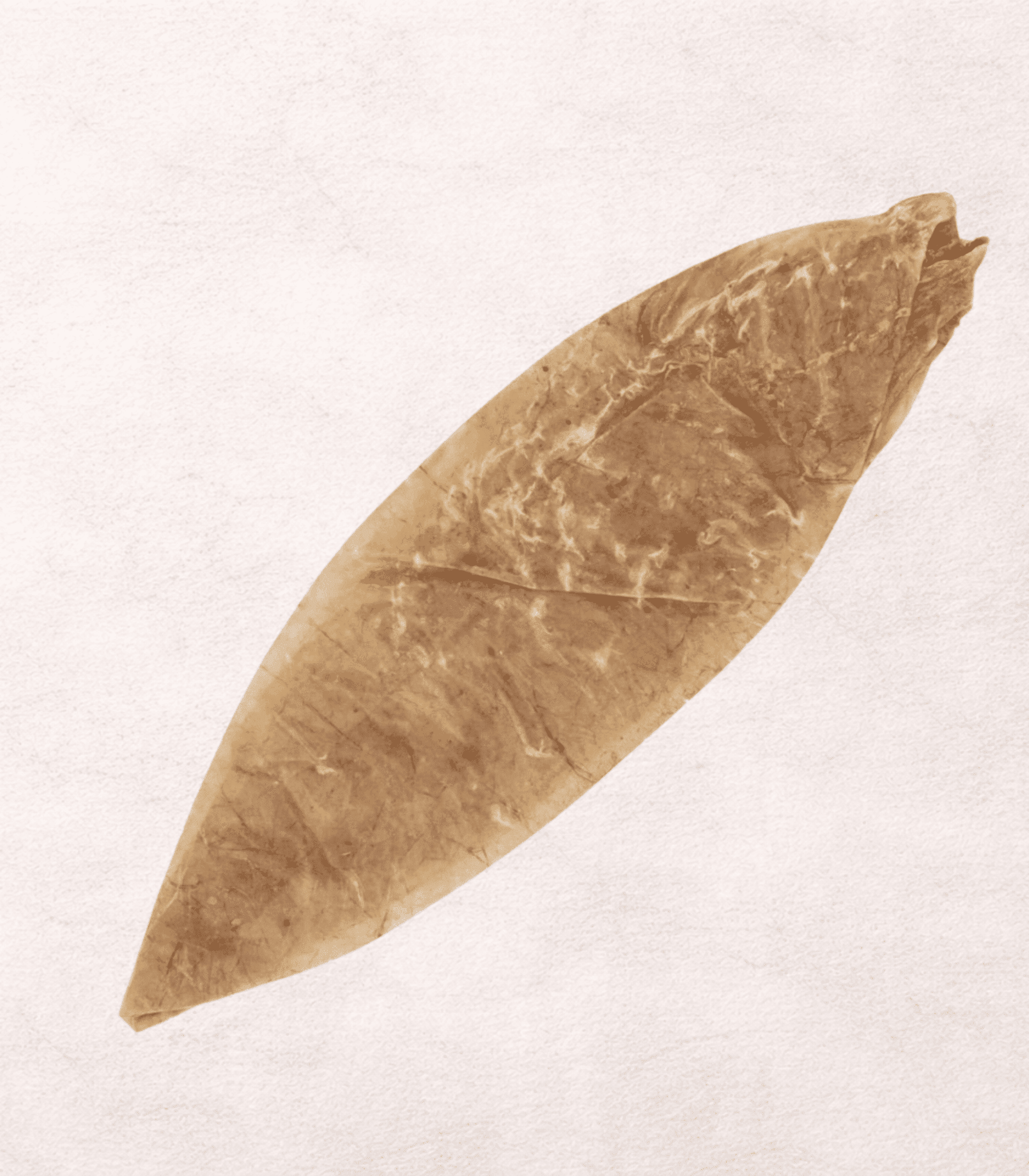 VEJIGA DE BÚFALO NATURAL  - 1