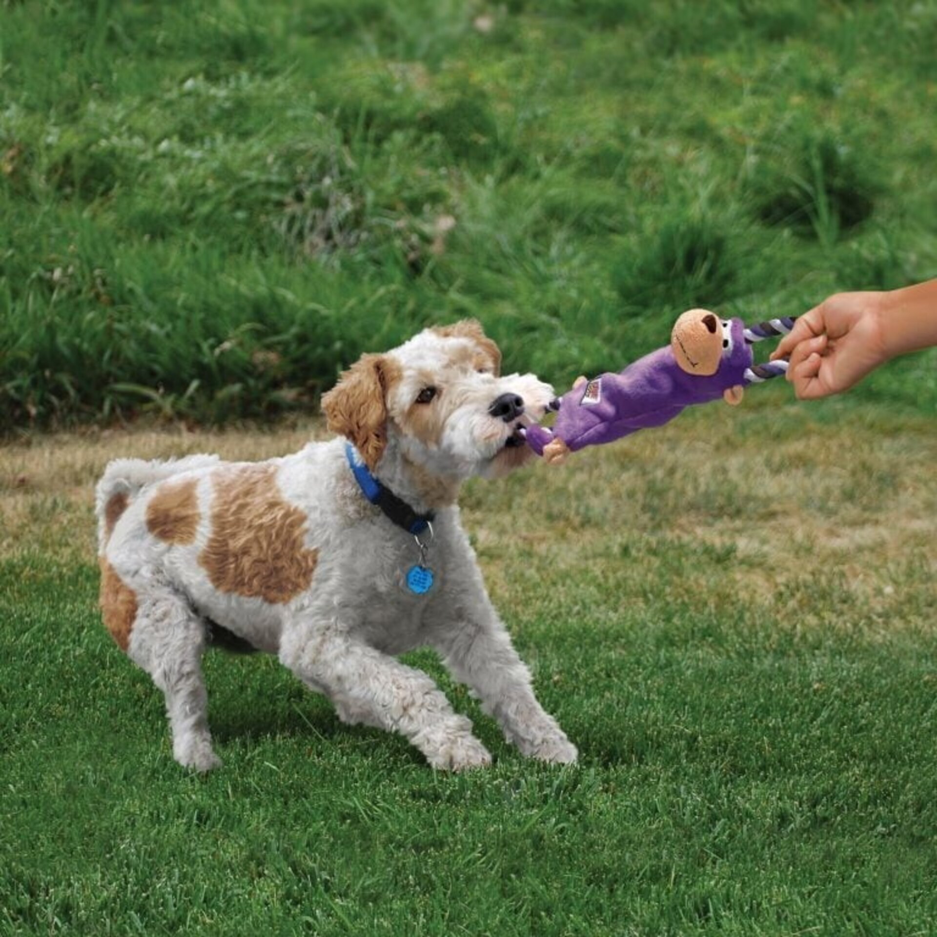 Monito con Nudos en Interior – Juguete Mordedor para Perros - 3