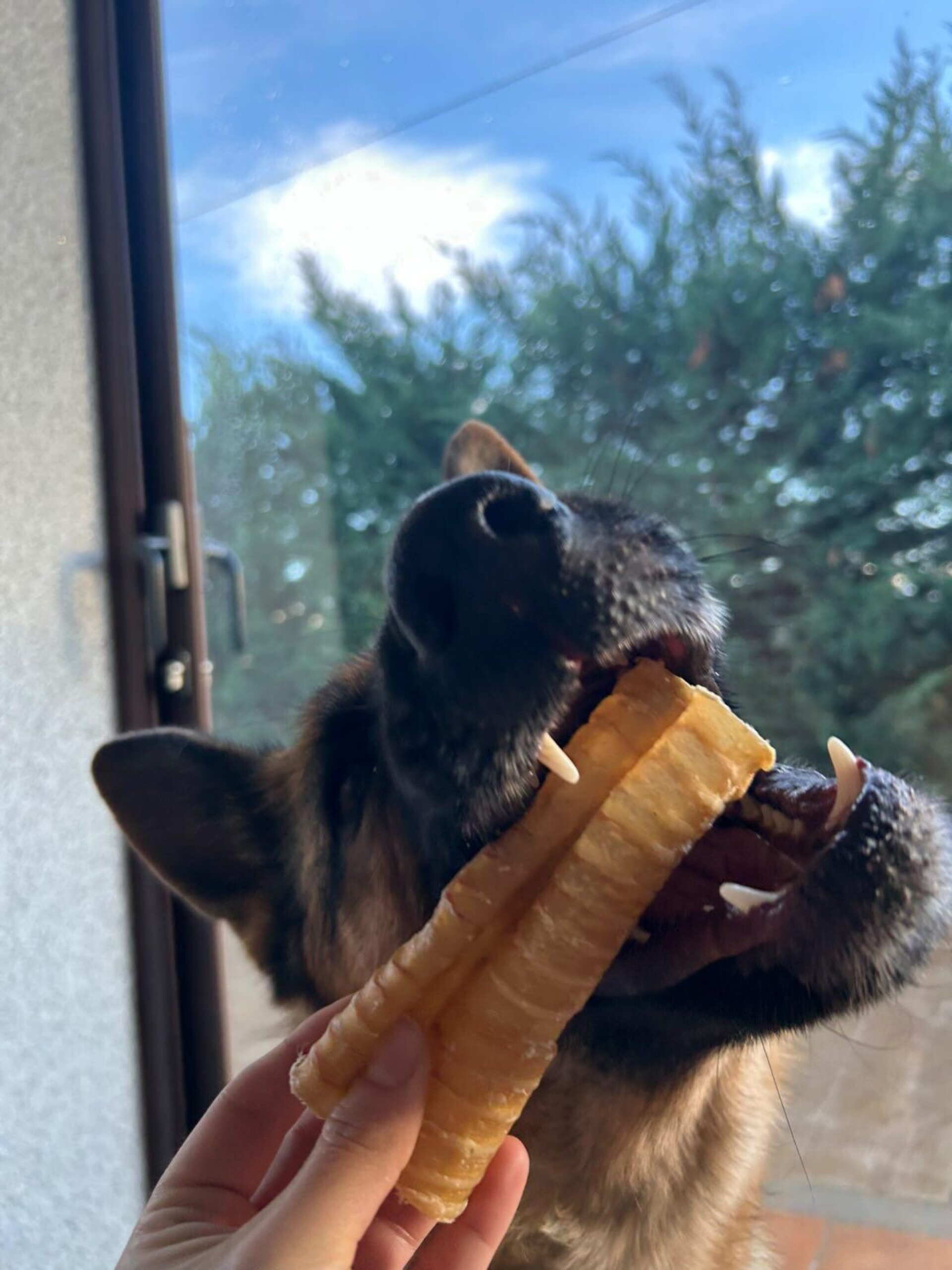 Tranquea de búfalo snack perros - 2