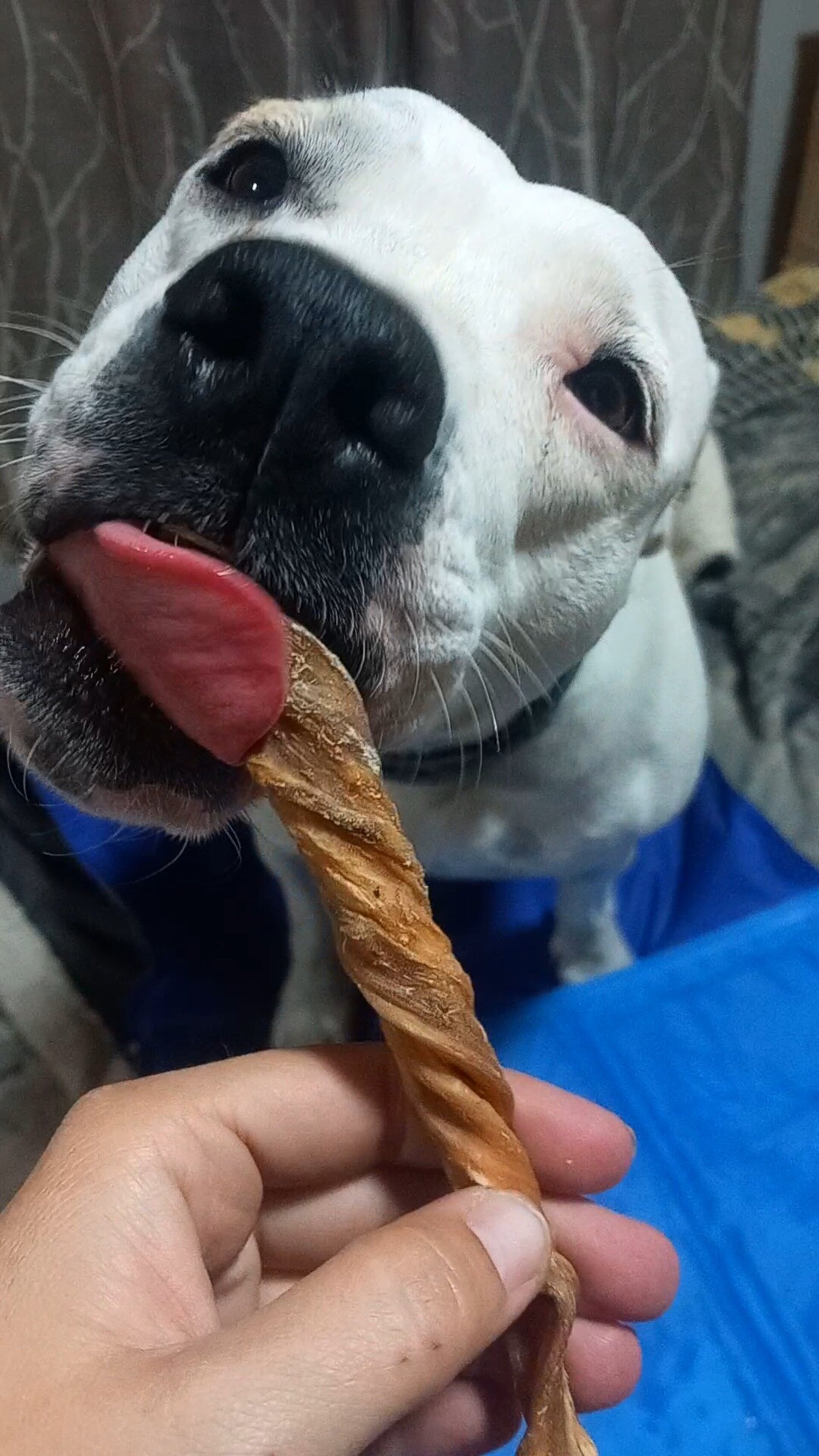 Rollito de Vejiga de Búfalo 12-15cm snack perro - 3