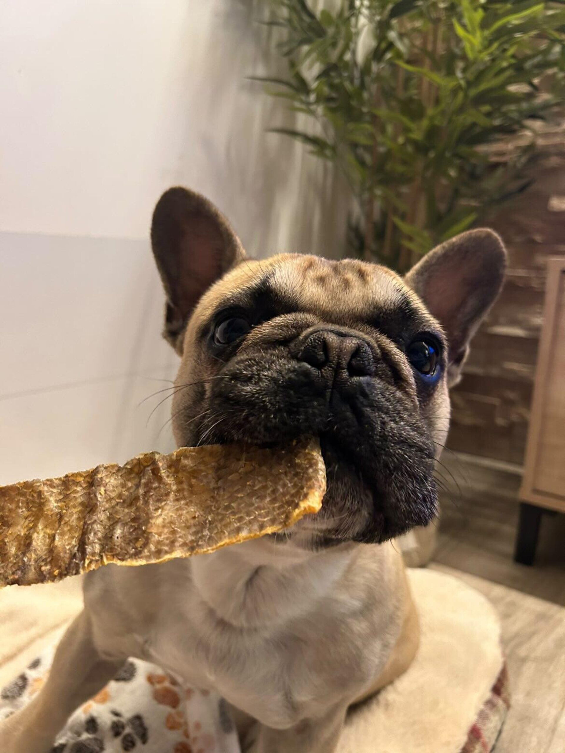 Piel de Merluza negra Deshidratada para Perros - 1