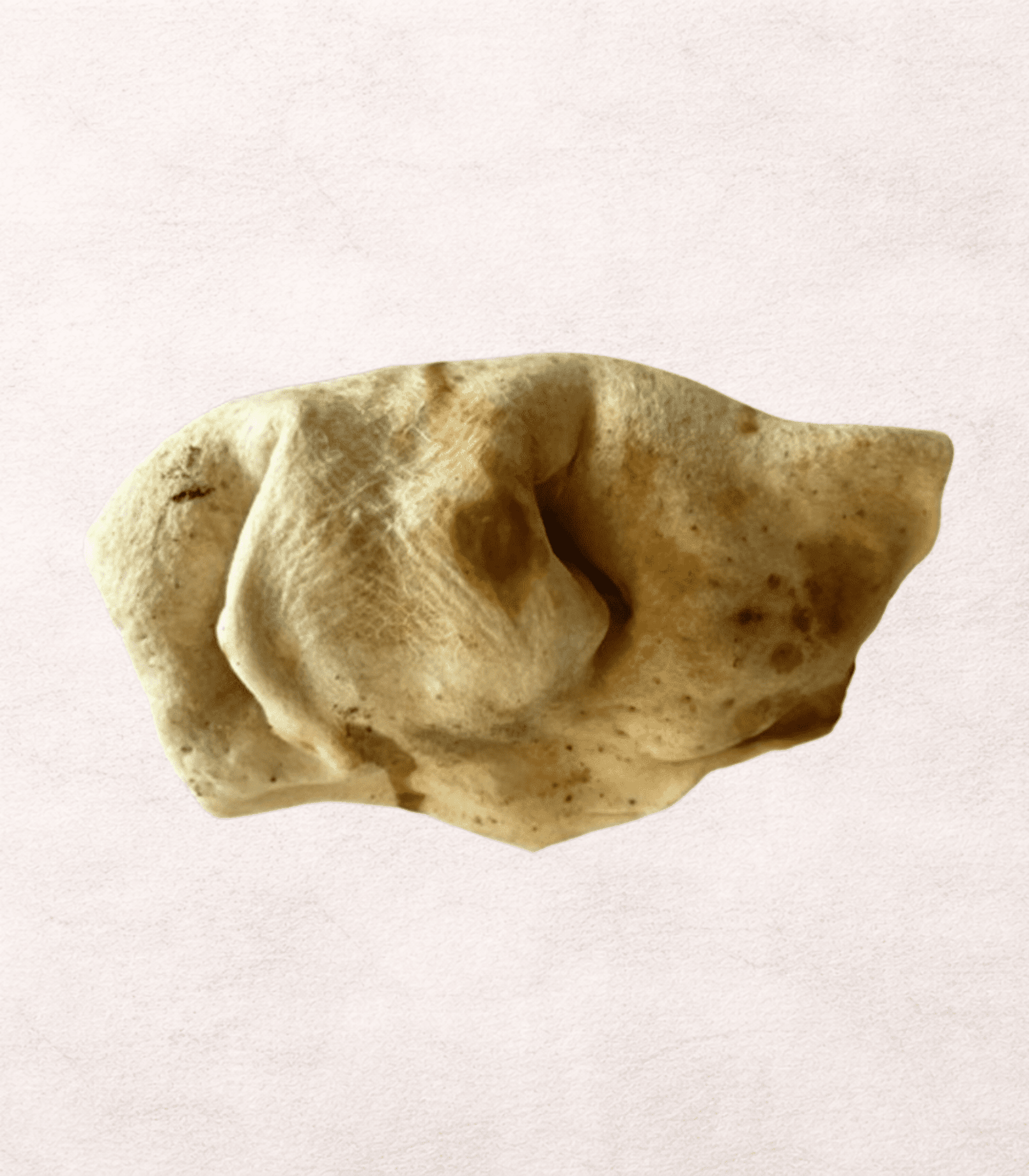 RAW HOCICO BLANCO DE BUFALO - 1