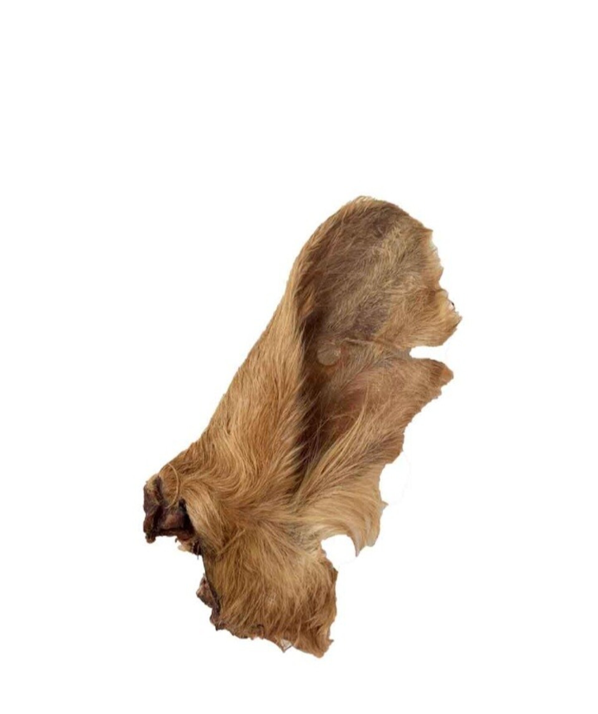 Oreja de vaca con pelo - 2