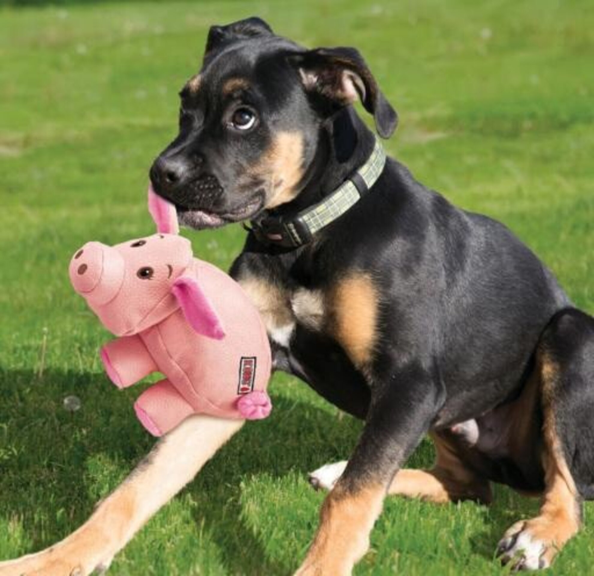 KONG Peluche  Pig , cerdito s - 5