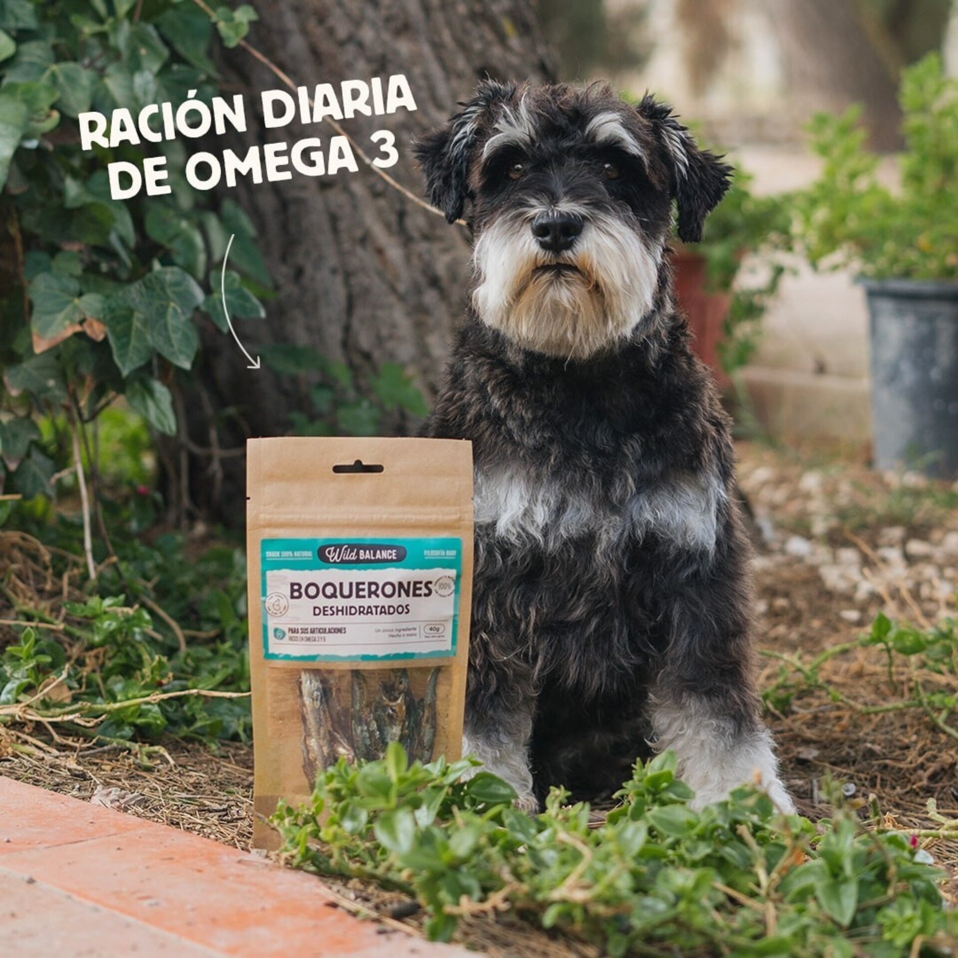 Boquerones deshidratados  para perros y gatos - 2