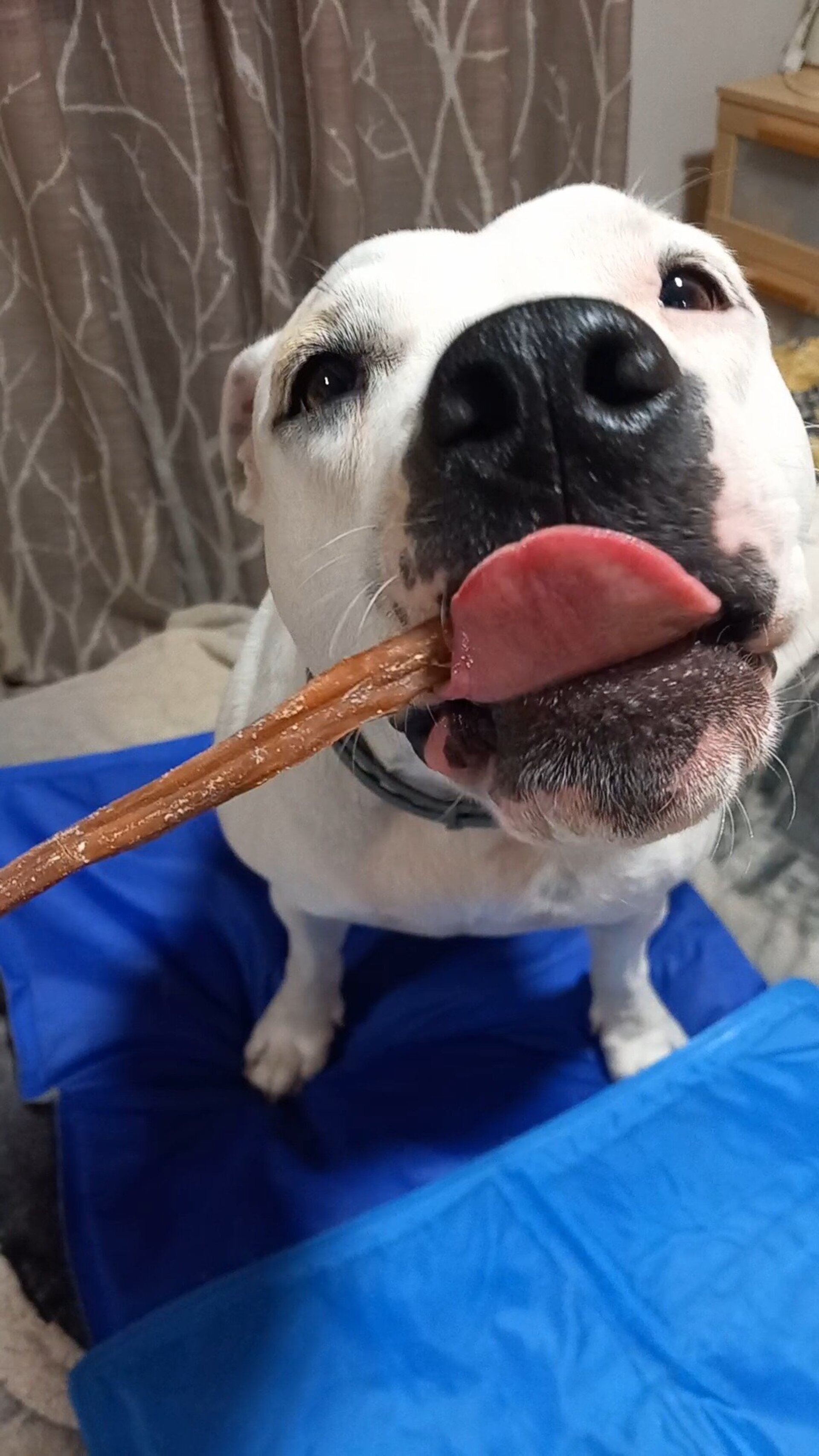 Intestino de Búfalo snack perros - 2