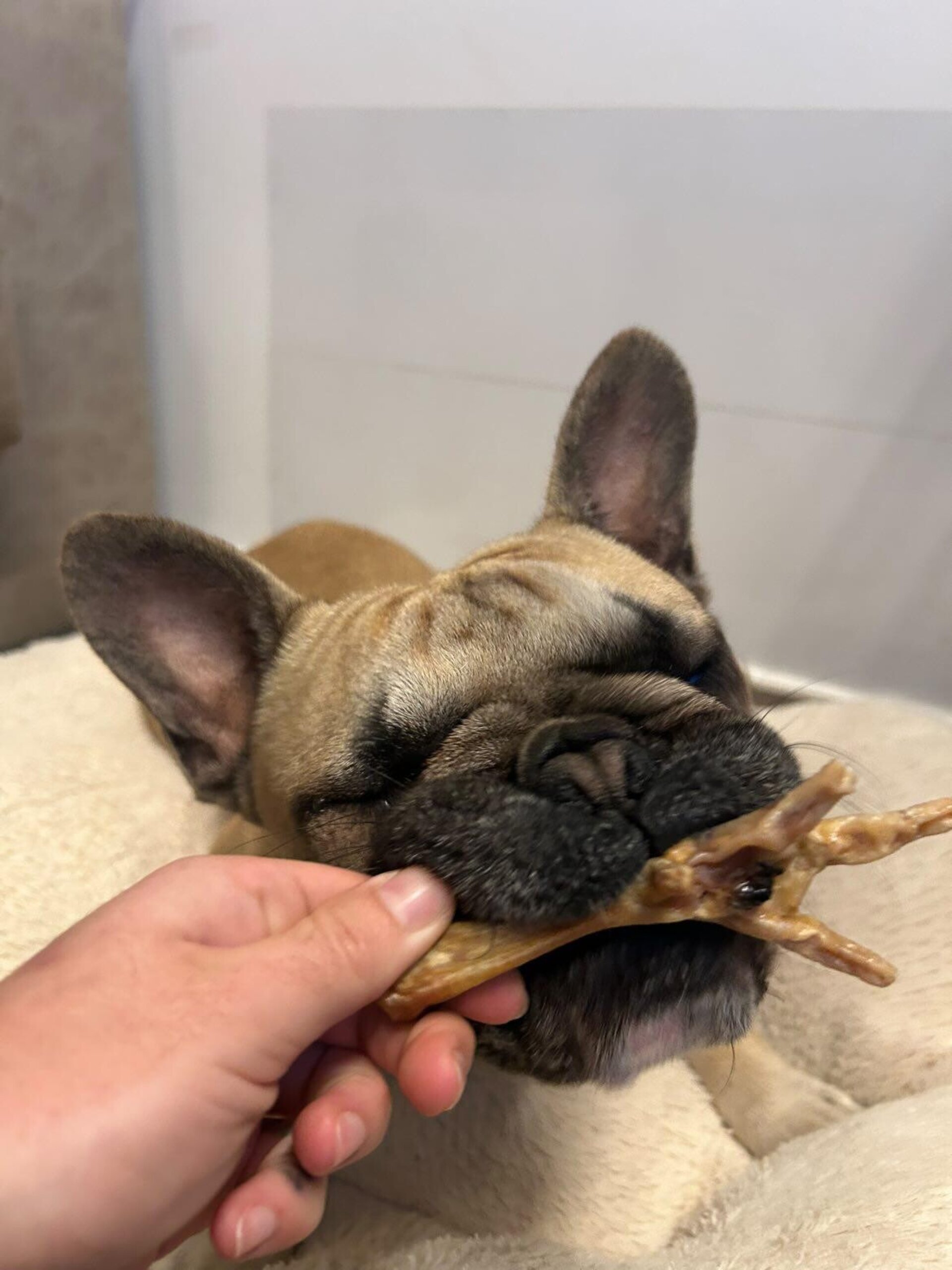 Patas de pollo deshidratadas - 1