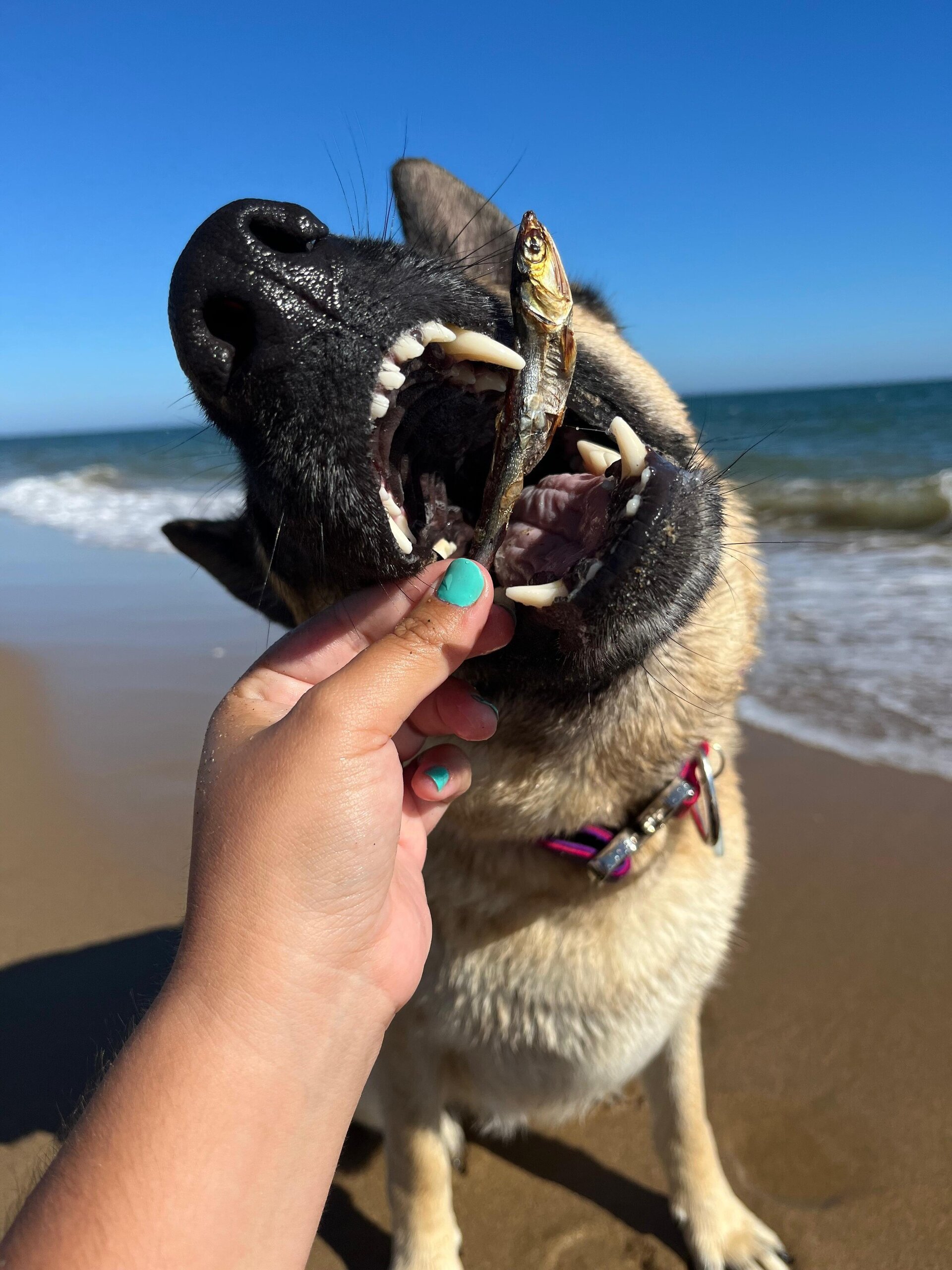 Boquerón del Atlántico para perros y gatos  - 2