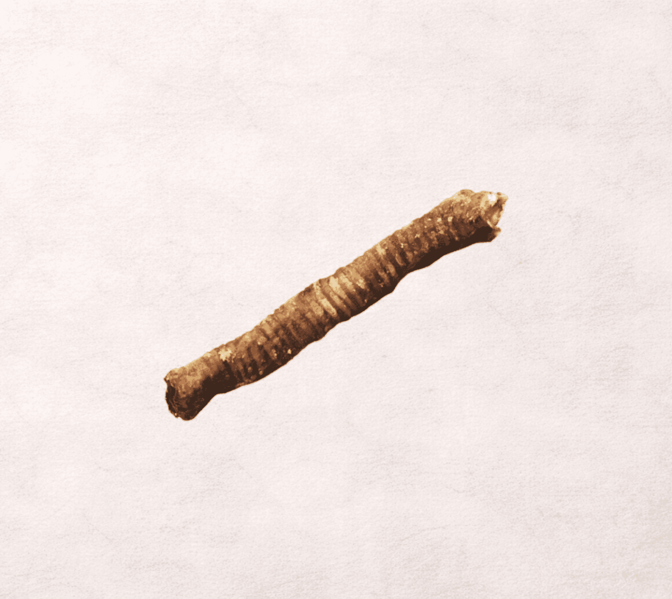 Tráquea de cerdo deshidratada - 1