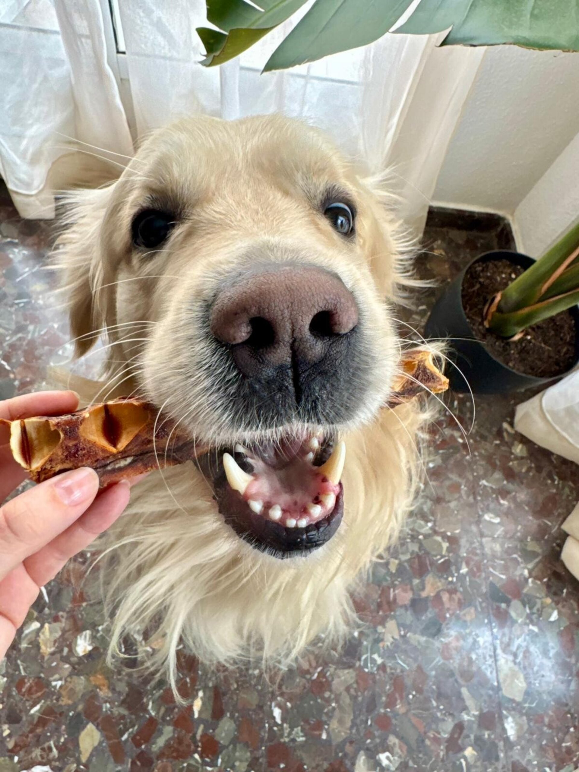 Huesos de atún grande snack deshidratado perros - 3