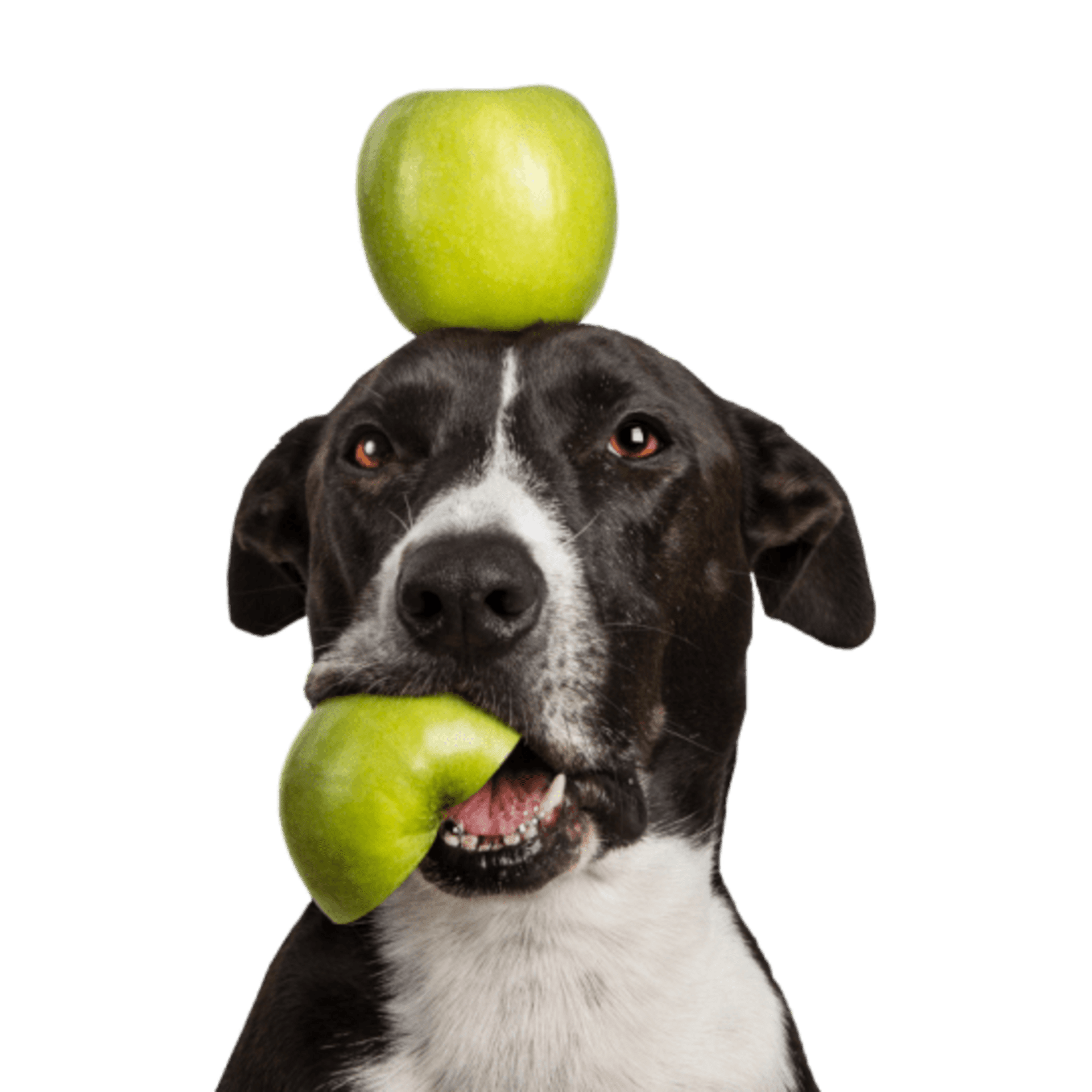 Tippy Taps de Manzana ácida snacks de fruta deshidratada para perros - 4