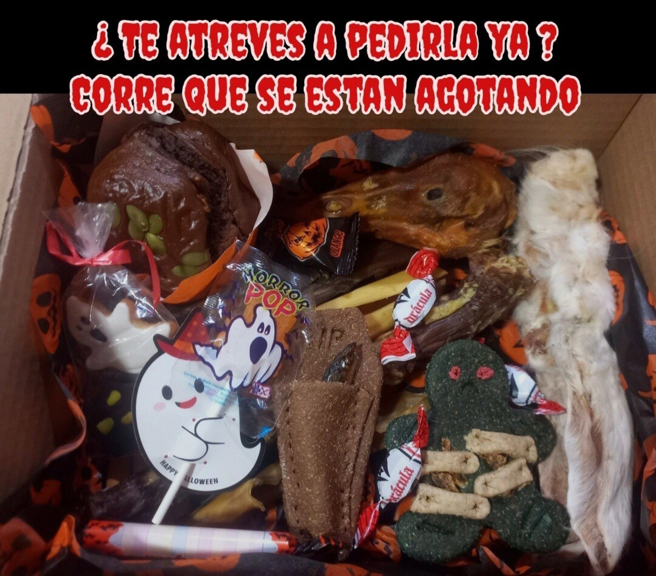 Cajitas  halloween perro y gato - 5