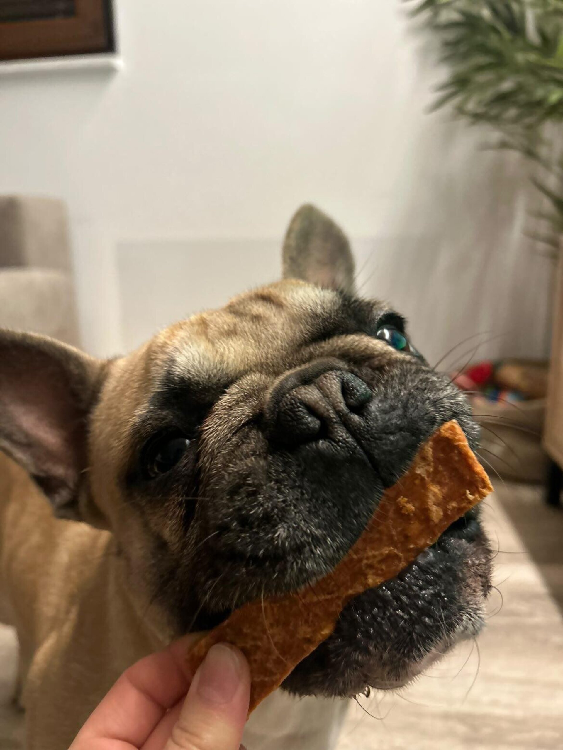 DOKAS SALMON EN TIRAS - 2