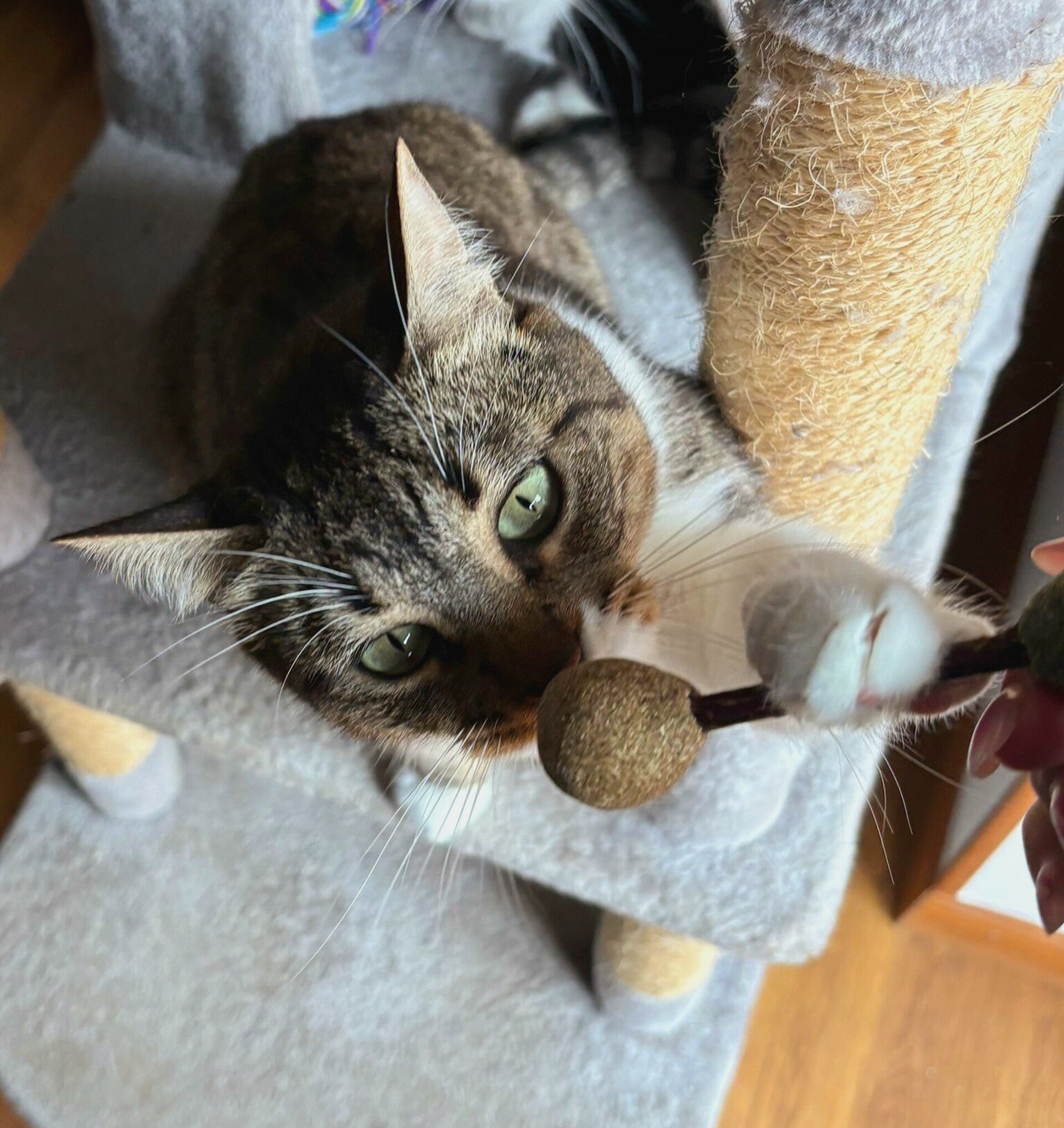 pelota de catnip y pelota de matata juguete gatos - 2