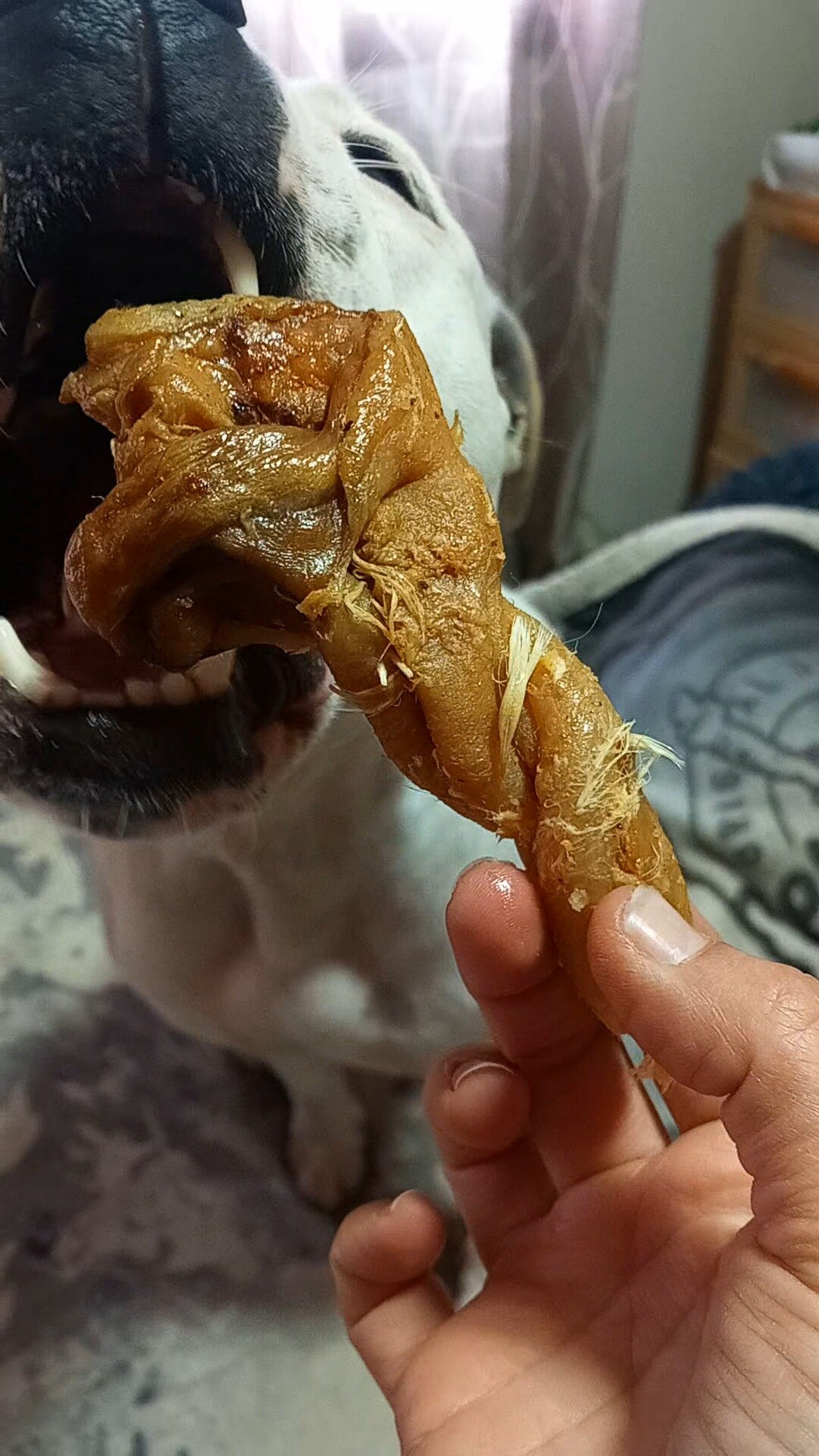 Torreznos de Pato - Snack perros - 3