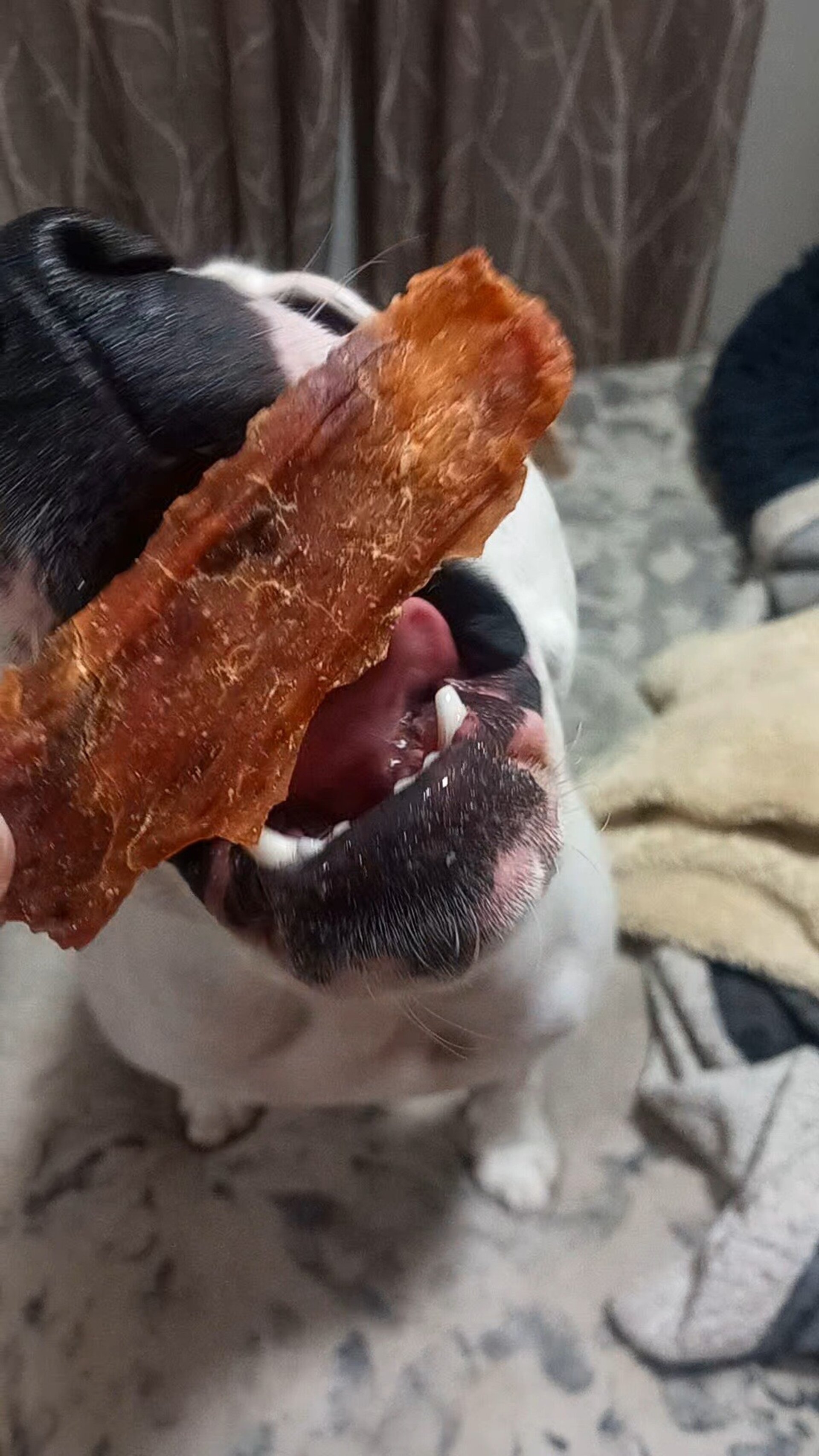 Cecina de cordero snacks perros y gatos - 1